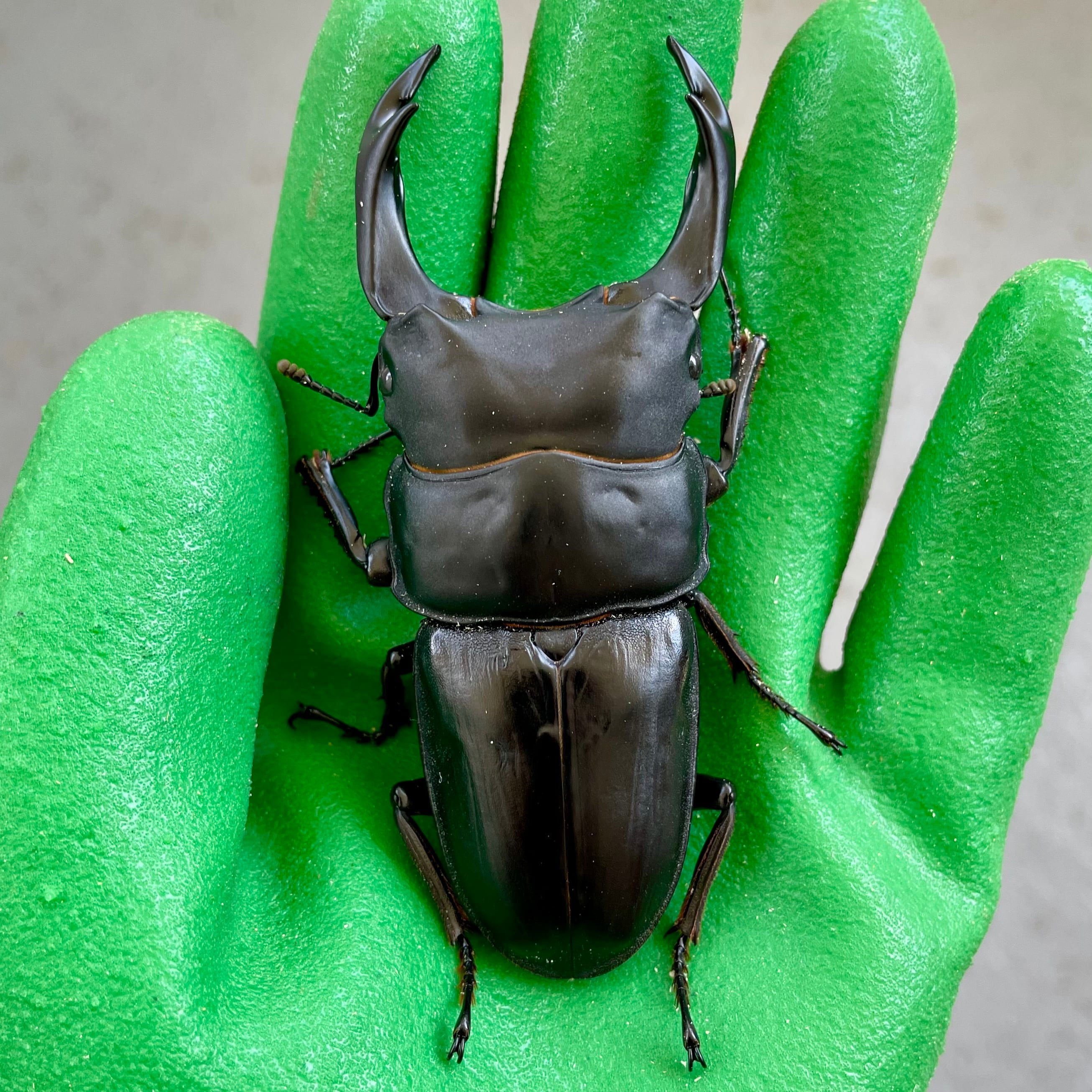 国産オオクワガタ 能勢 SR 87.5ミリ