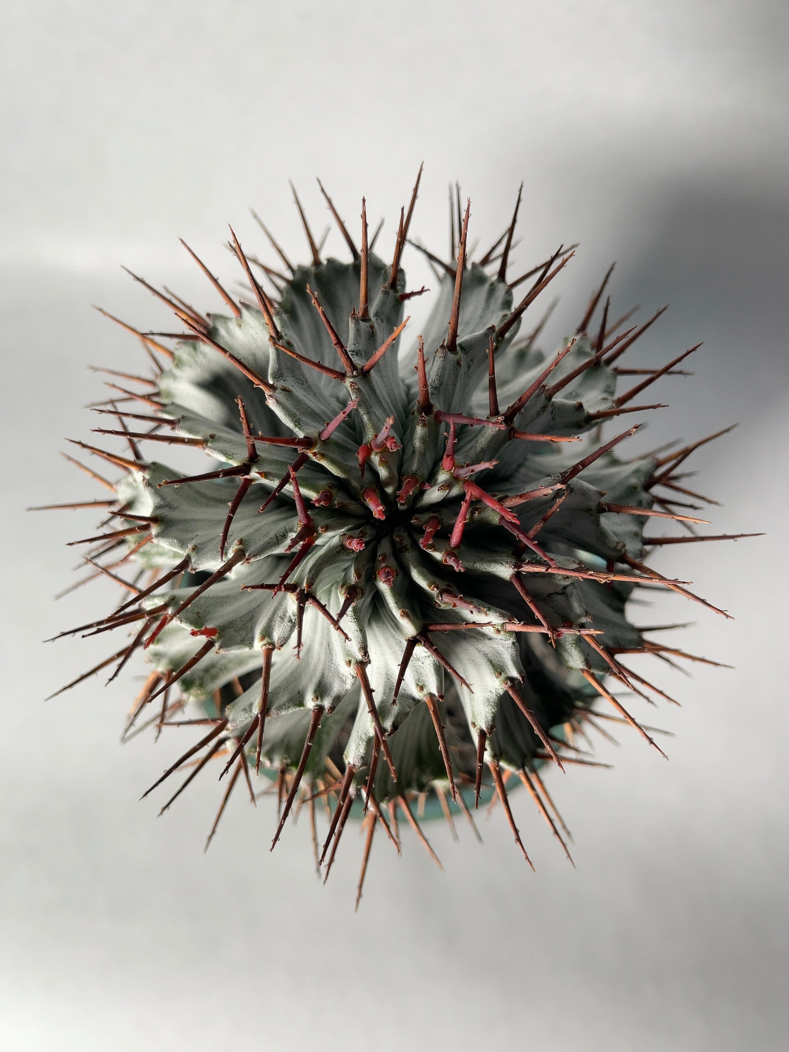 ユーフォルビア　ホリダ ユーフォルビア・ホリダ | trigger