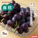 コピー：熊本県宇城市産 藤稔 ふじみのり 5kg 送料無料