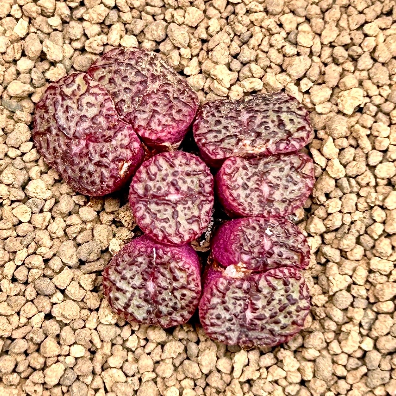 T)コノフィツム オブコルデルム | RuPo 多肉植物専門店