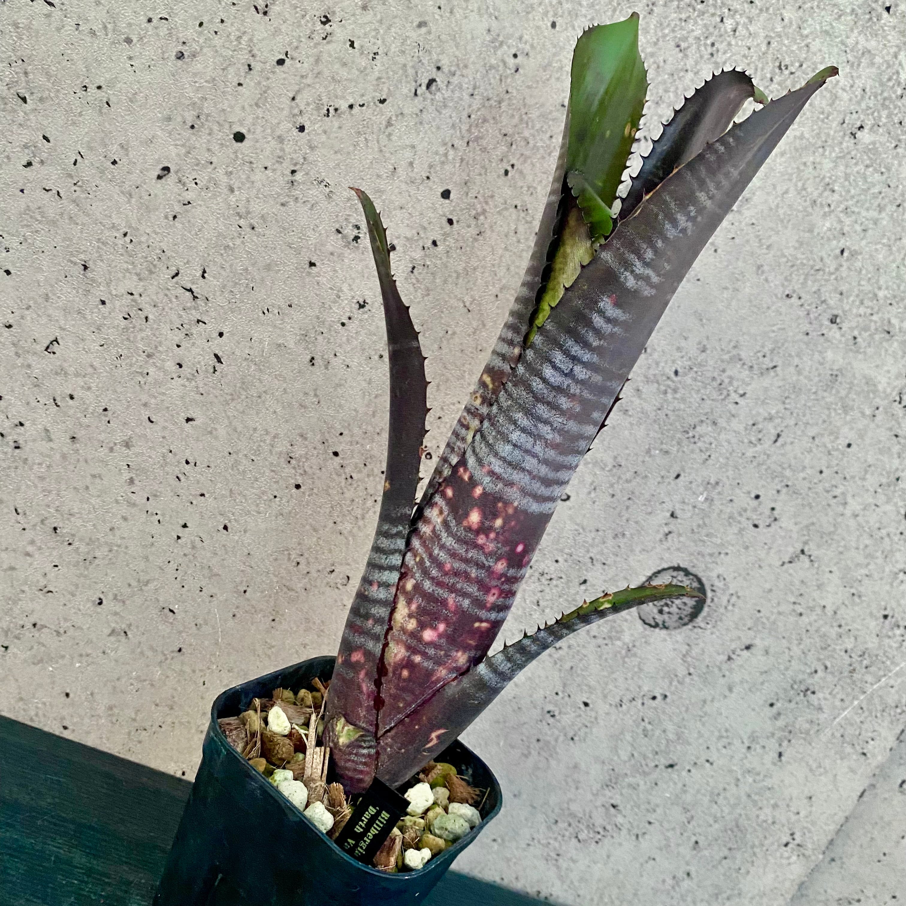 タンクブロメリア | Planet Plants プラネットプランツ