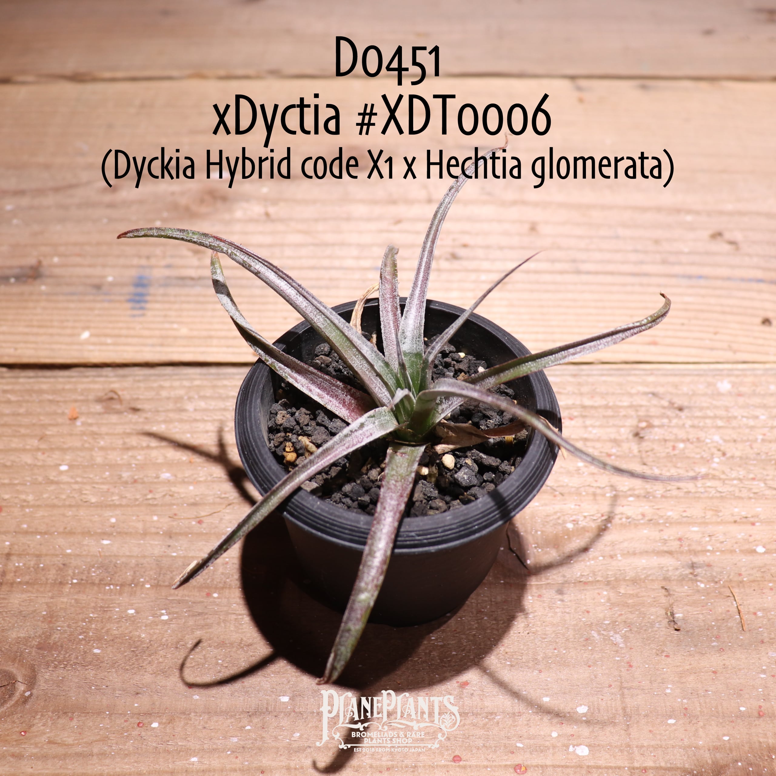 Dyckia | plane plants