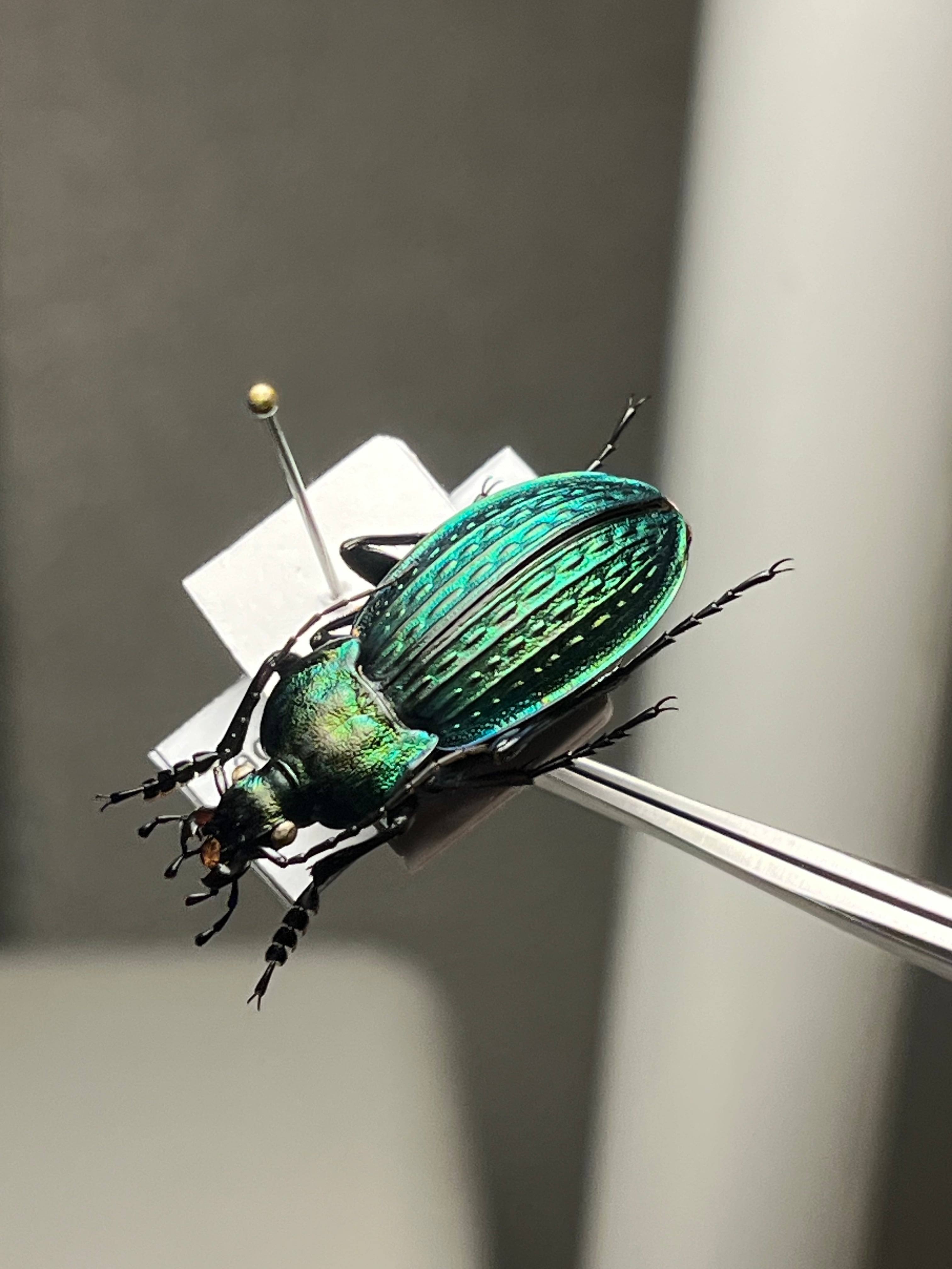【38mm】エリスカブリモドキ オサムシ標本 オサムシ マイマインミョウ 29mm】コブスジキンイロオサムシ エリスカブリモドキ オサムシ標本