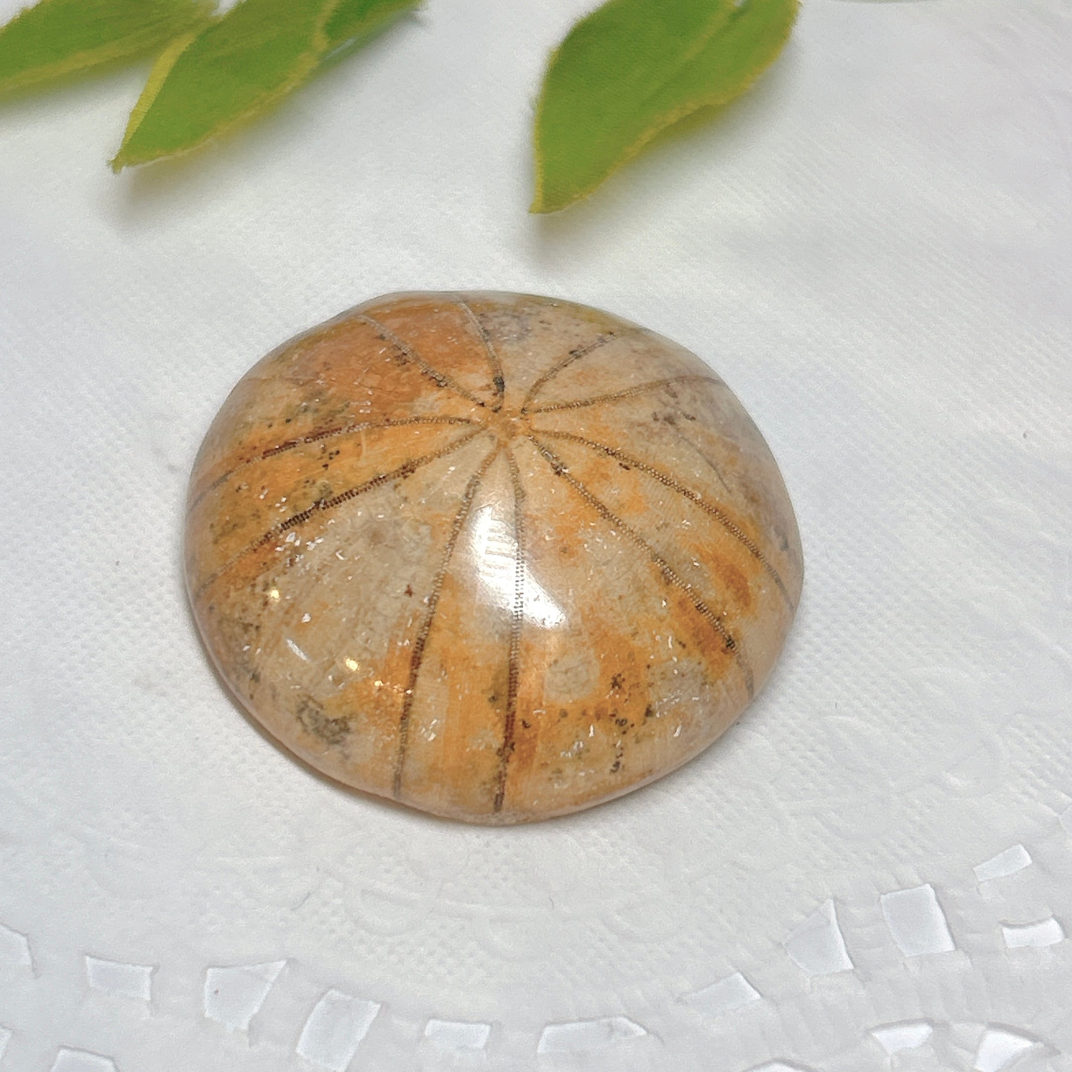 ジュラ期 化石 うに ウニ ジュラ期 化石 うに ウニ