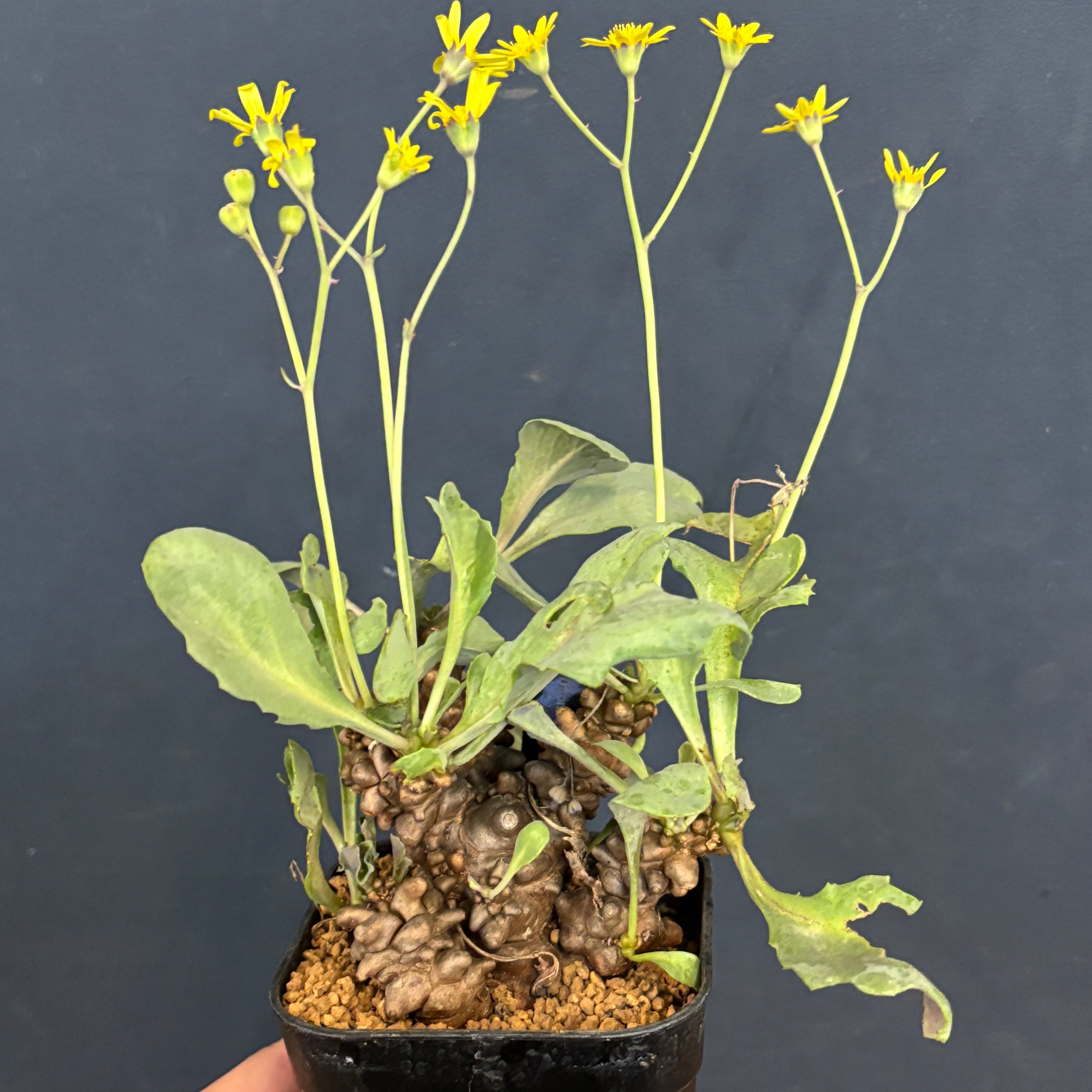 ビカクシダ ジュエル P. willinckii 'jewel' spore 板付け【627