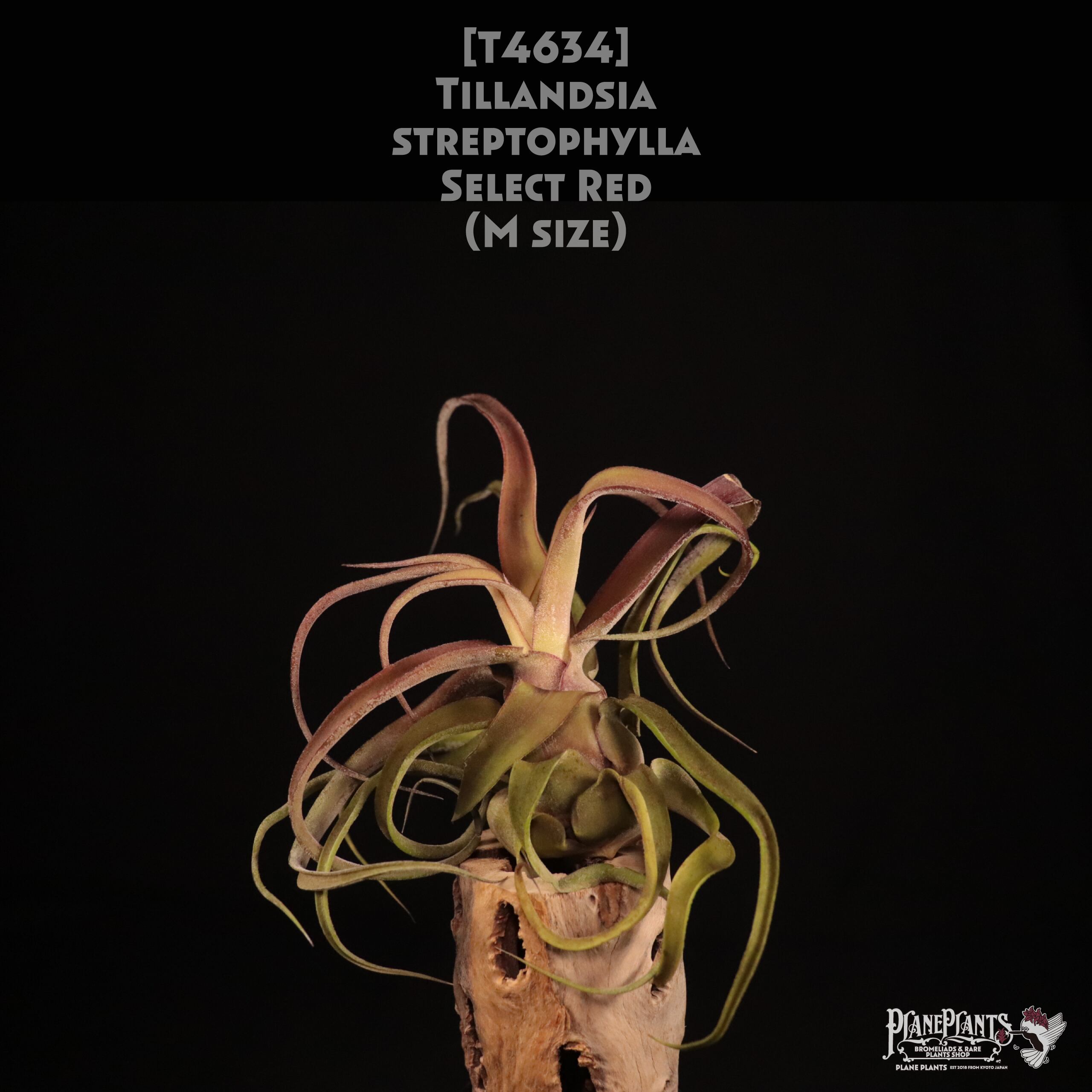 【送料無料】streptophylla select Red M〔エアプランツ〕現品発送T4634