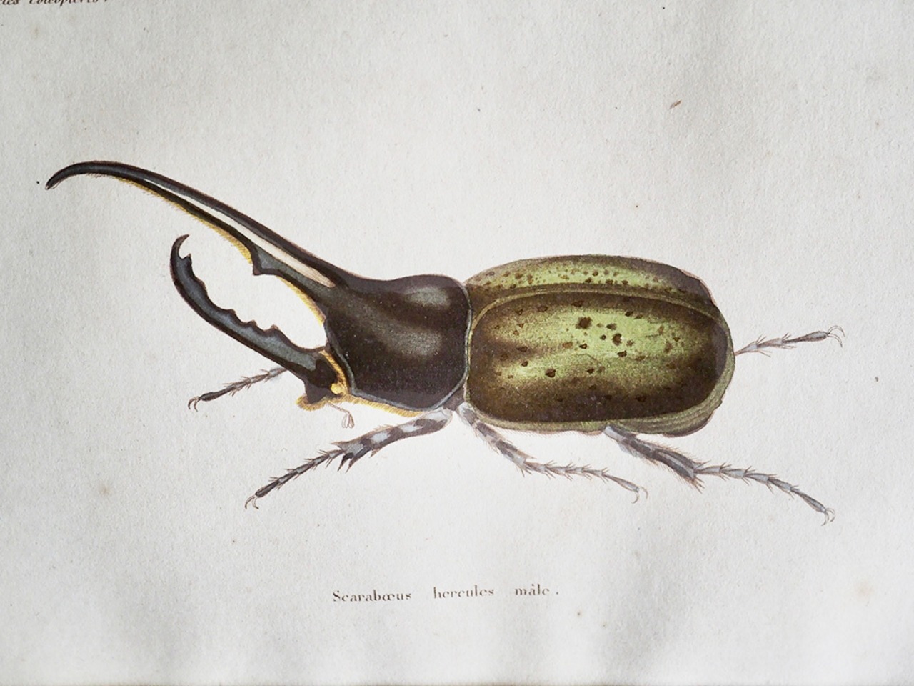 Histoire Naturelle des INSECTES COLÉOPTÈRES