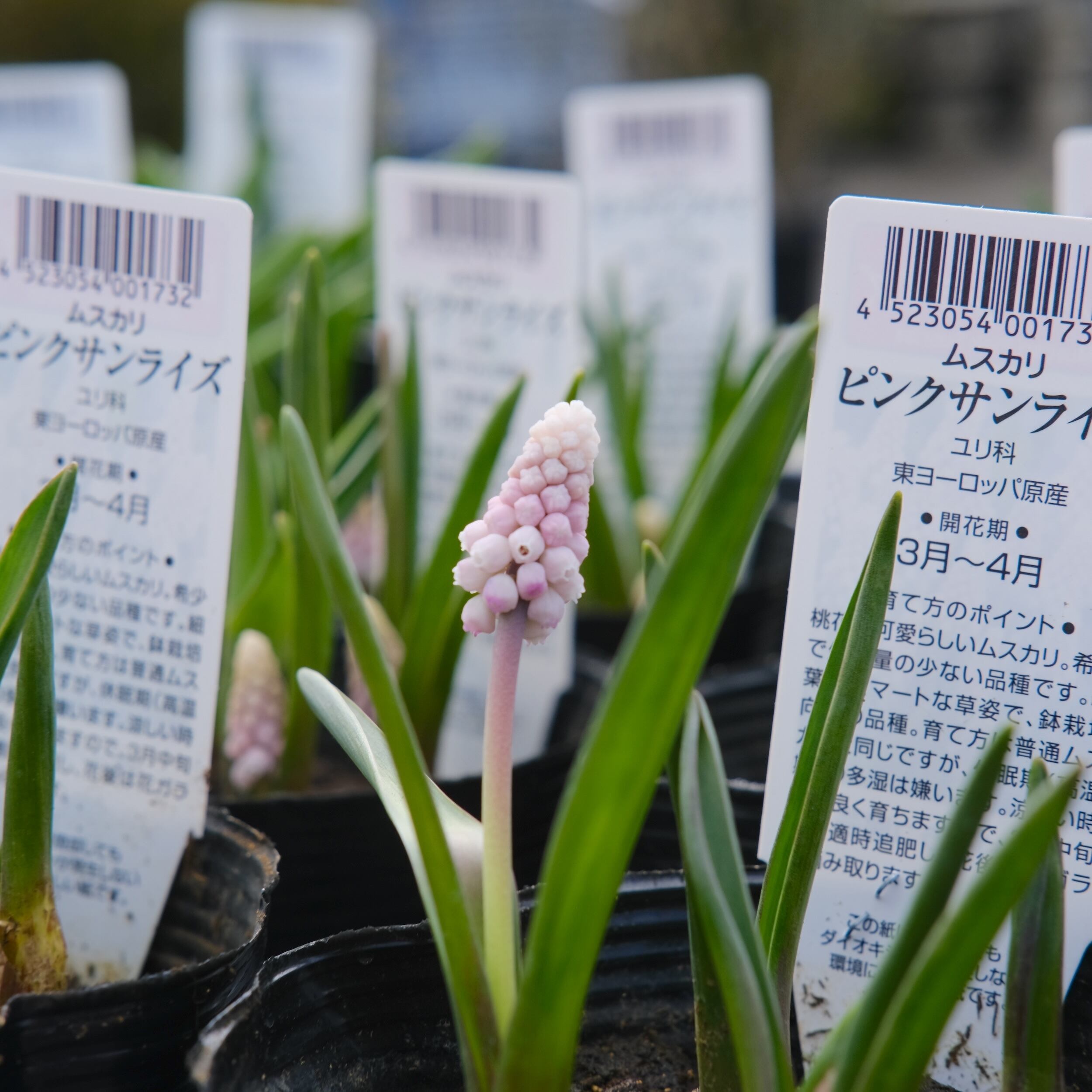 ムスカリ 《 ピンクサンライズ 》（植えっぱなし球根） | グリーン