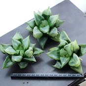 カット苗 裏般若 Haworthia 'Ura Hannya'