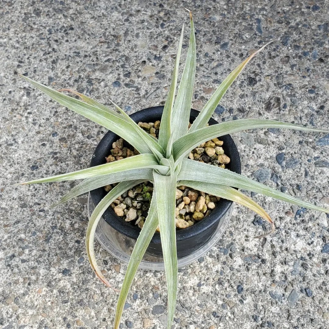 F00462_【SF02】Dyckia 'Samurai' x 'Fat Boy' (Otto Hybrid