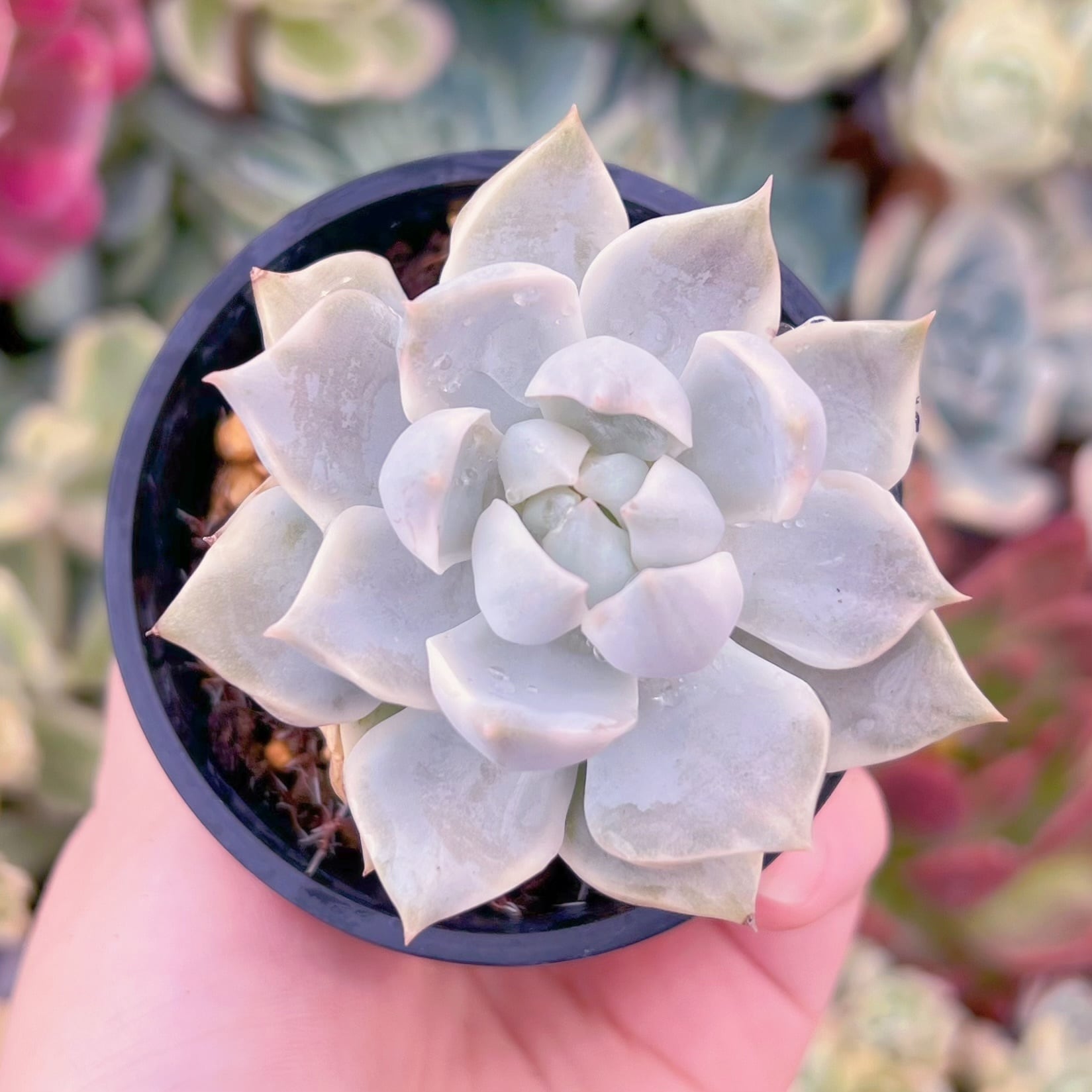 現品　白牡丹錦#615　るる農園