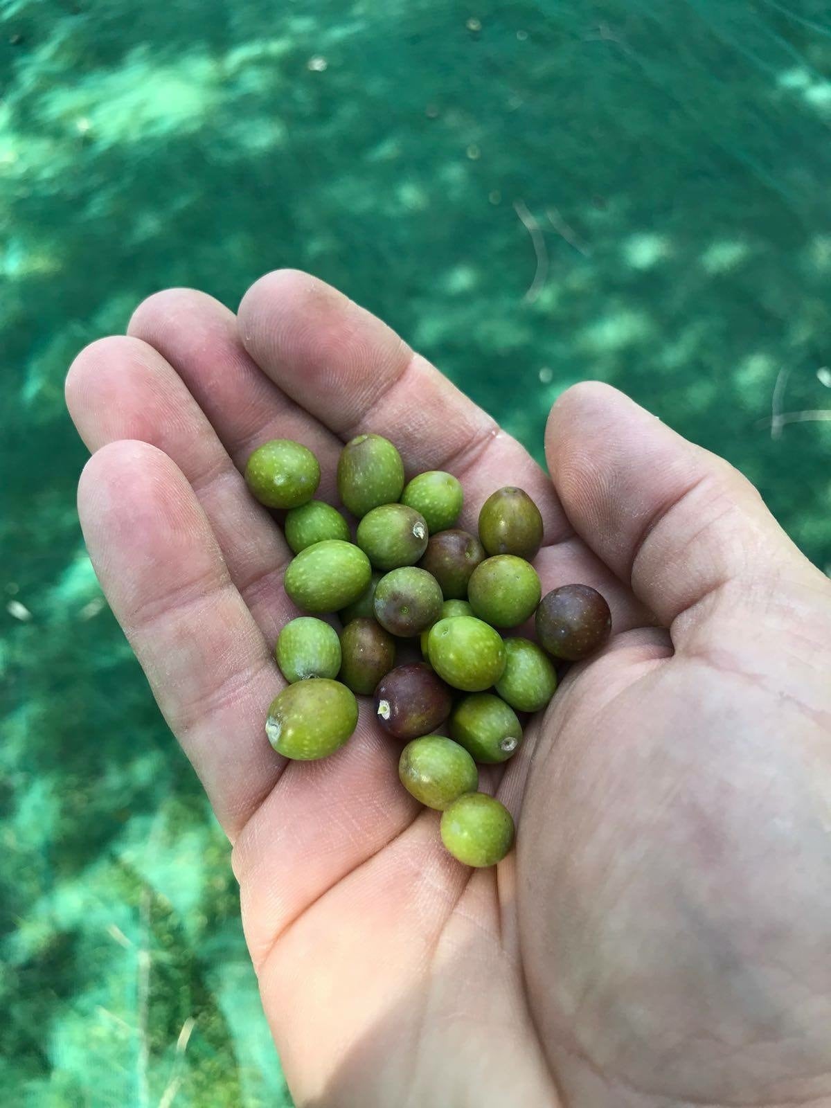 Domenica Fiore Olio Novello 2025 イタリア産 2025年、初搾りオリーブ