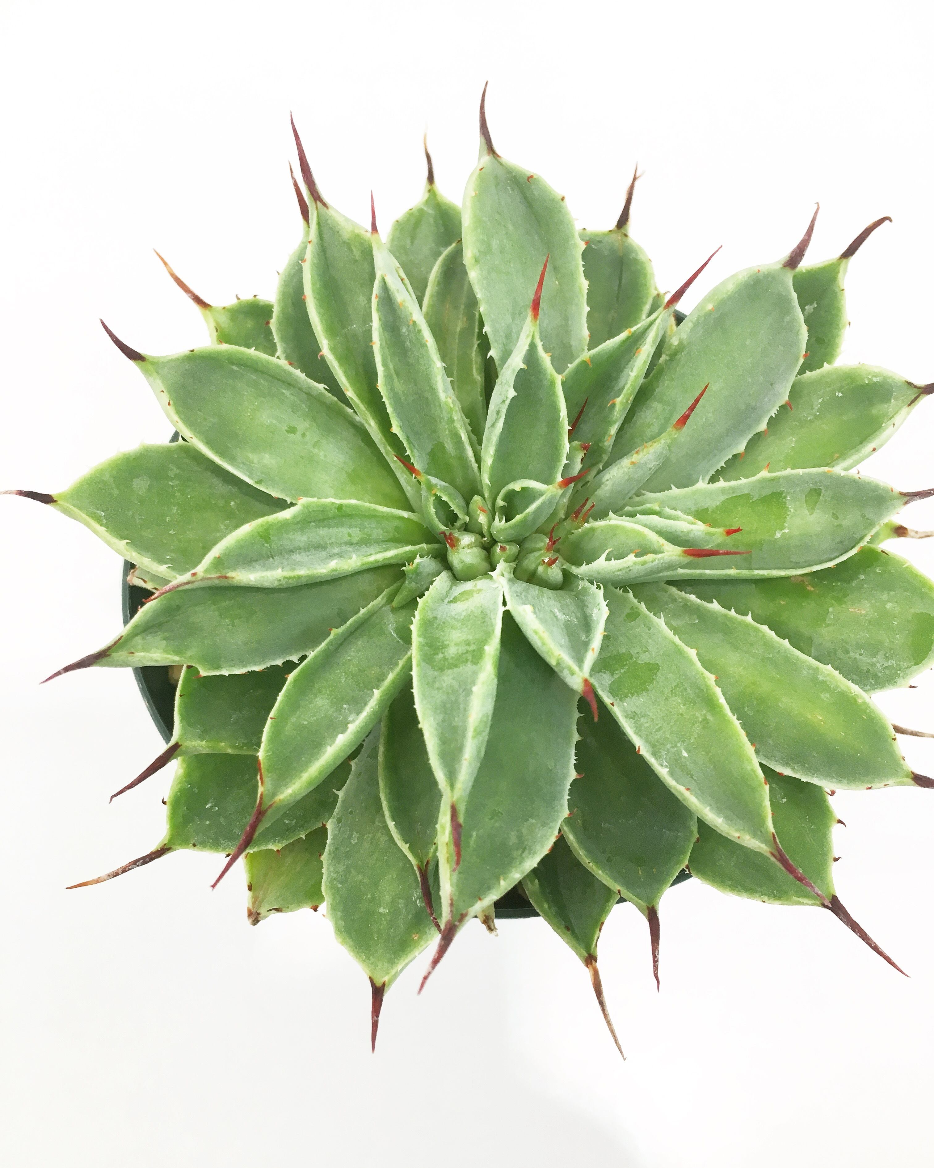 アガベ ポタトルム コンパクタ 綴化 Agave potatorum 'Dwarf cristata