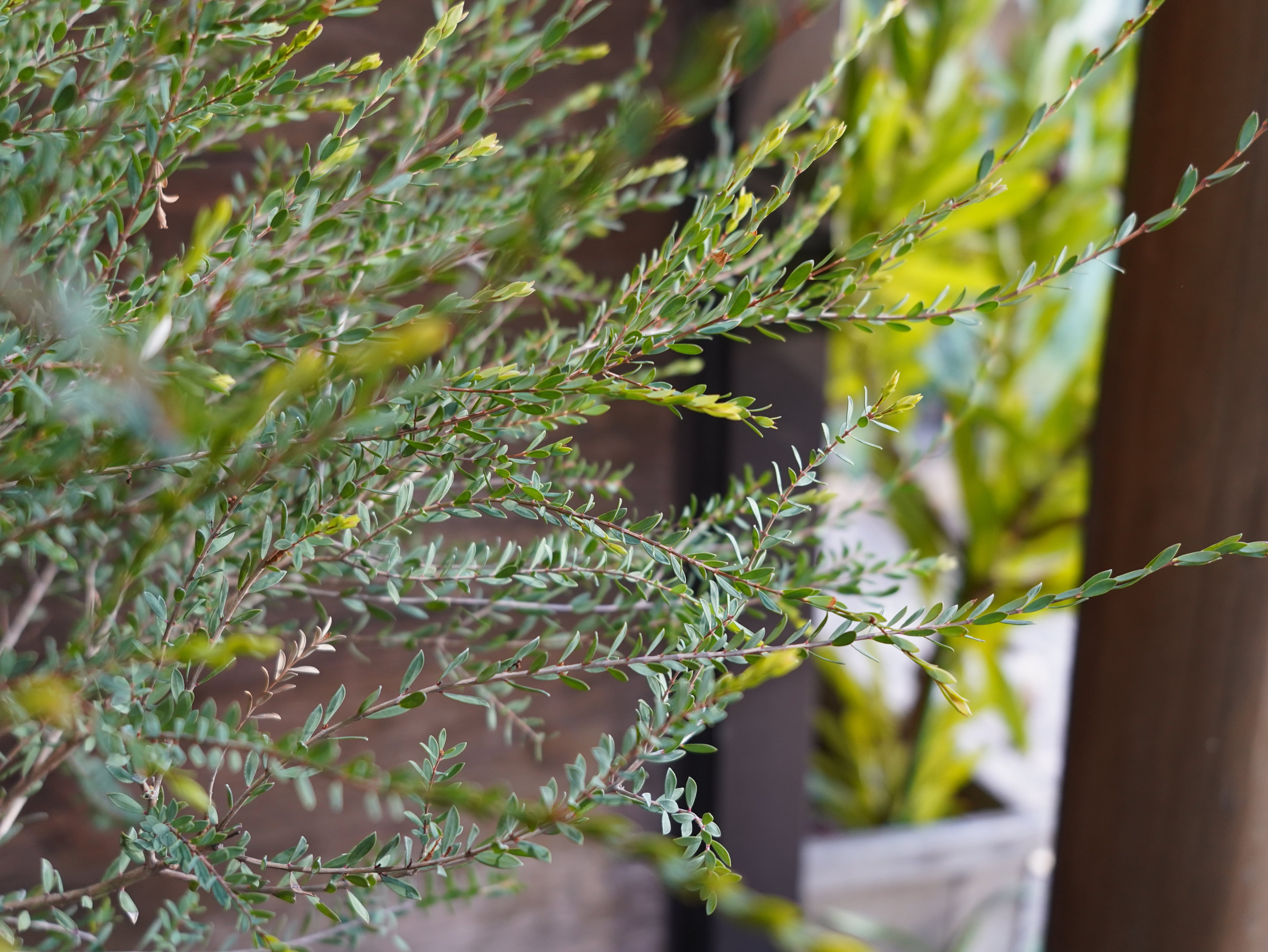 【現物】メラレウカ　”タイムハニーマータル”