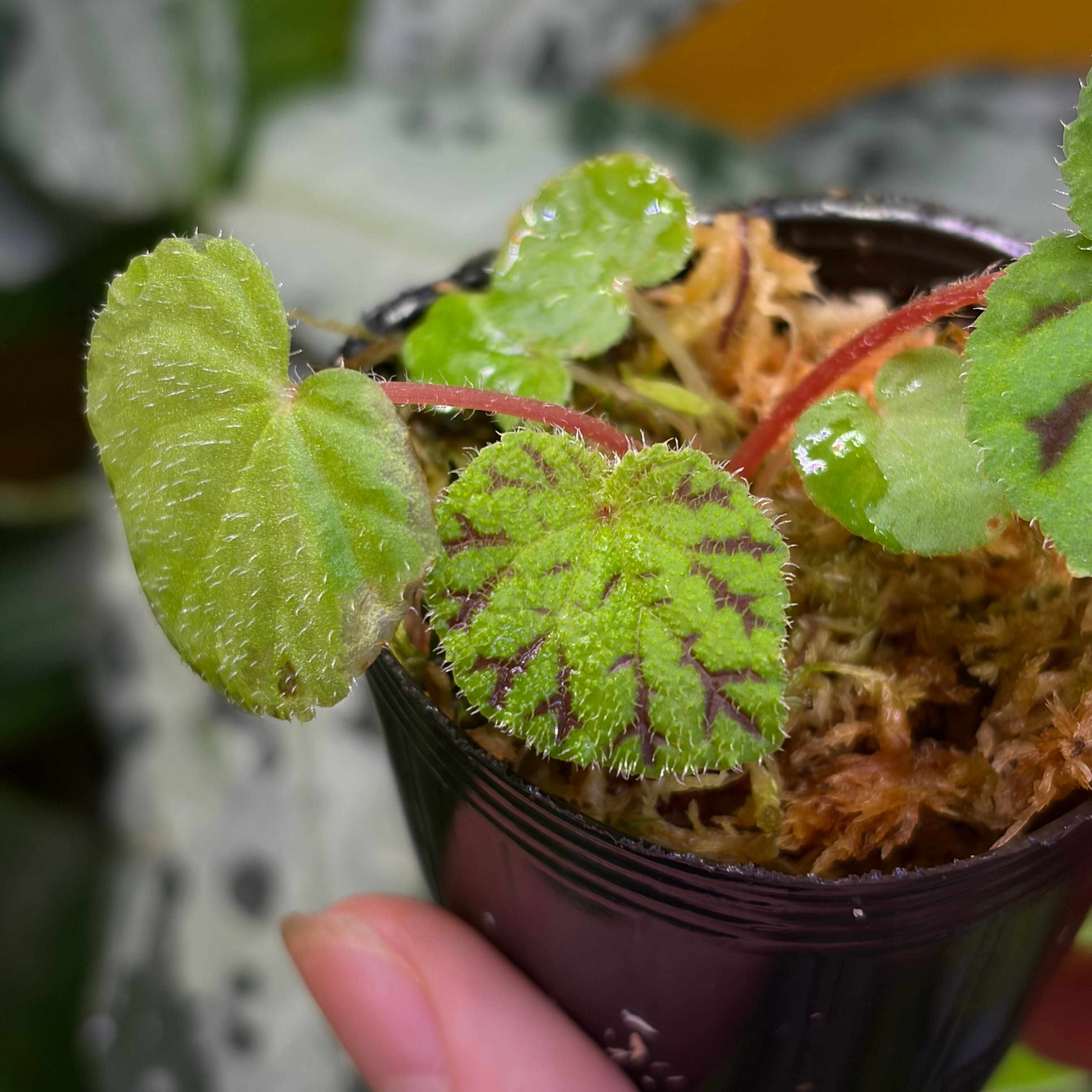 専用 5点同梱割 原種ベゴニア / Begonia murina Begonia murina Thailand 緑葉タイプ 原種ベゴニア ムリナ | 熱帯雨林