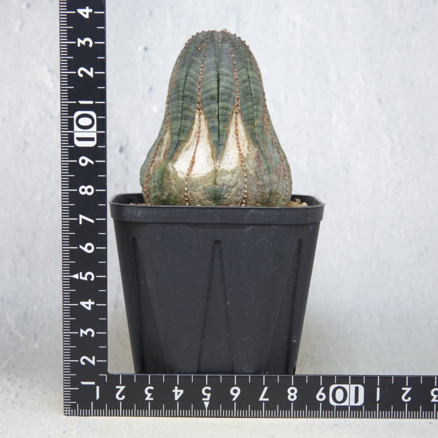 木質化 マウンテン オベサ / ユーフォルビア | LIGHTHOUSE.PLANTS