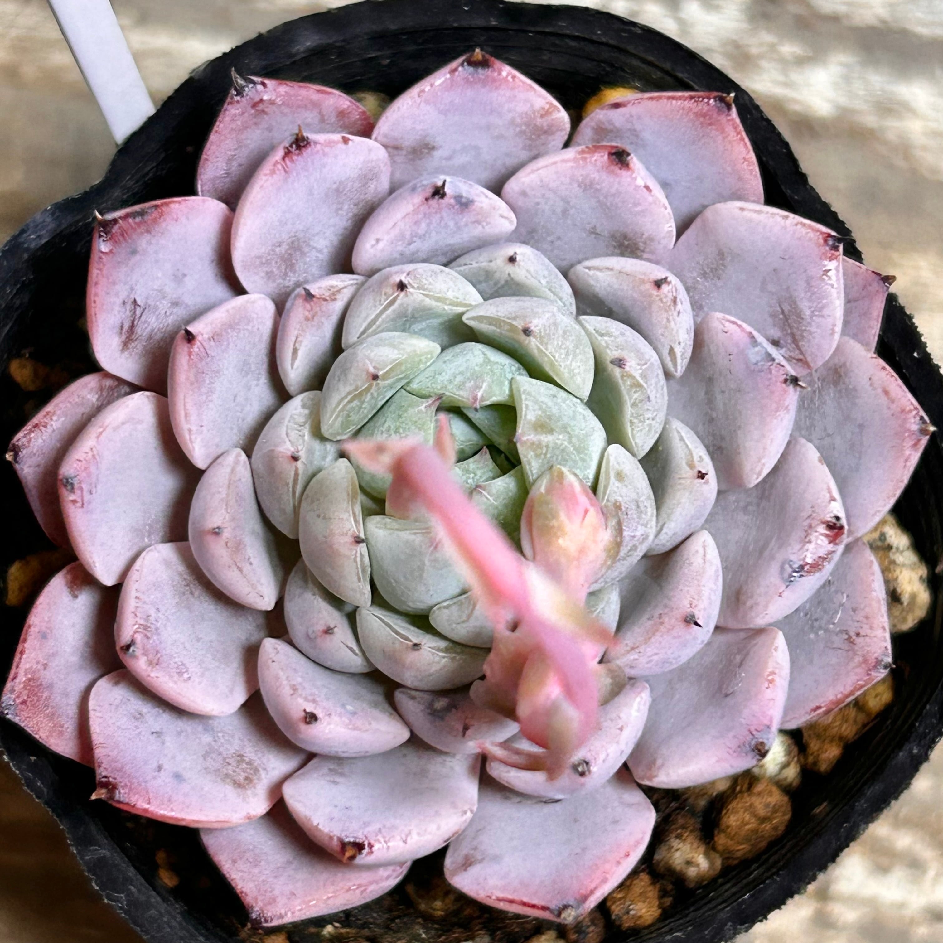 ブロンズメタル錦 アエオニウム | RuPo 多肉植物専門店
