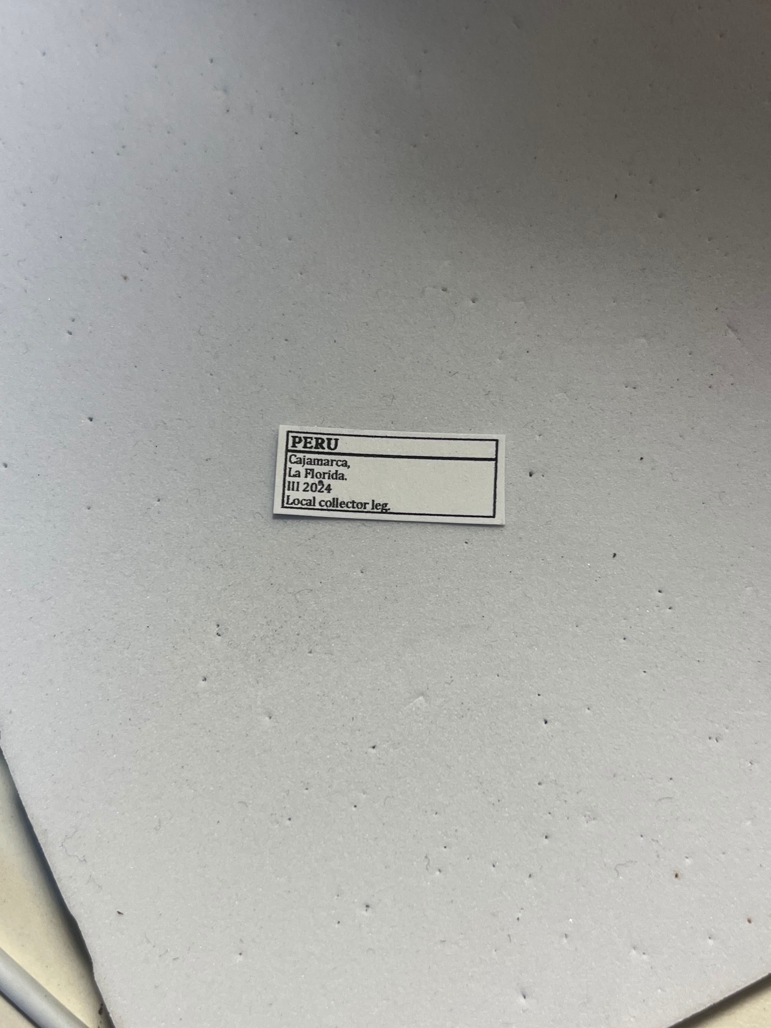 50mm程】タランチュラホーク バードイータームカデサソリクモハチ蜂