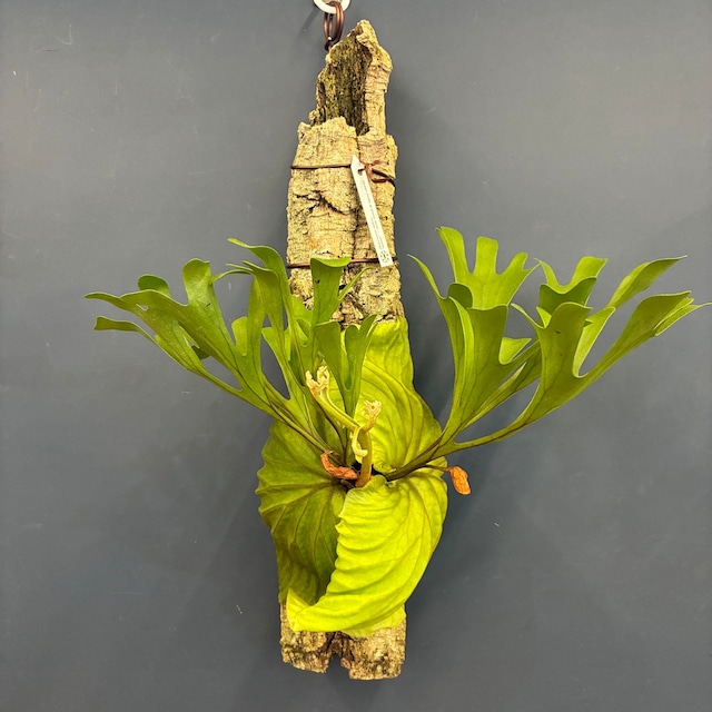 【新着3日限定10%OFF】【伊藤蟻】ビカクシダ　リドレイ　"Saman"× (wide fronds & rugose shield)　着生仕立て【152】