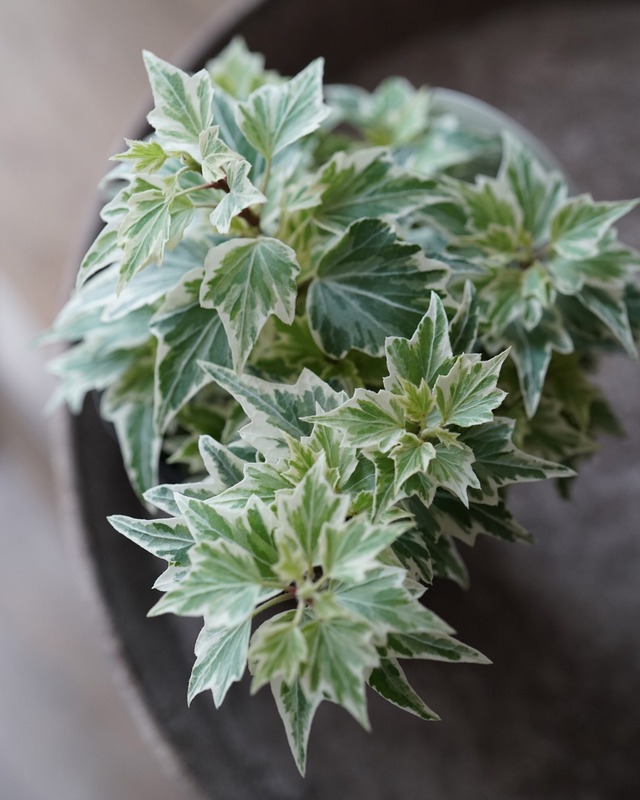 へデラ　リトルスター　3号