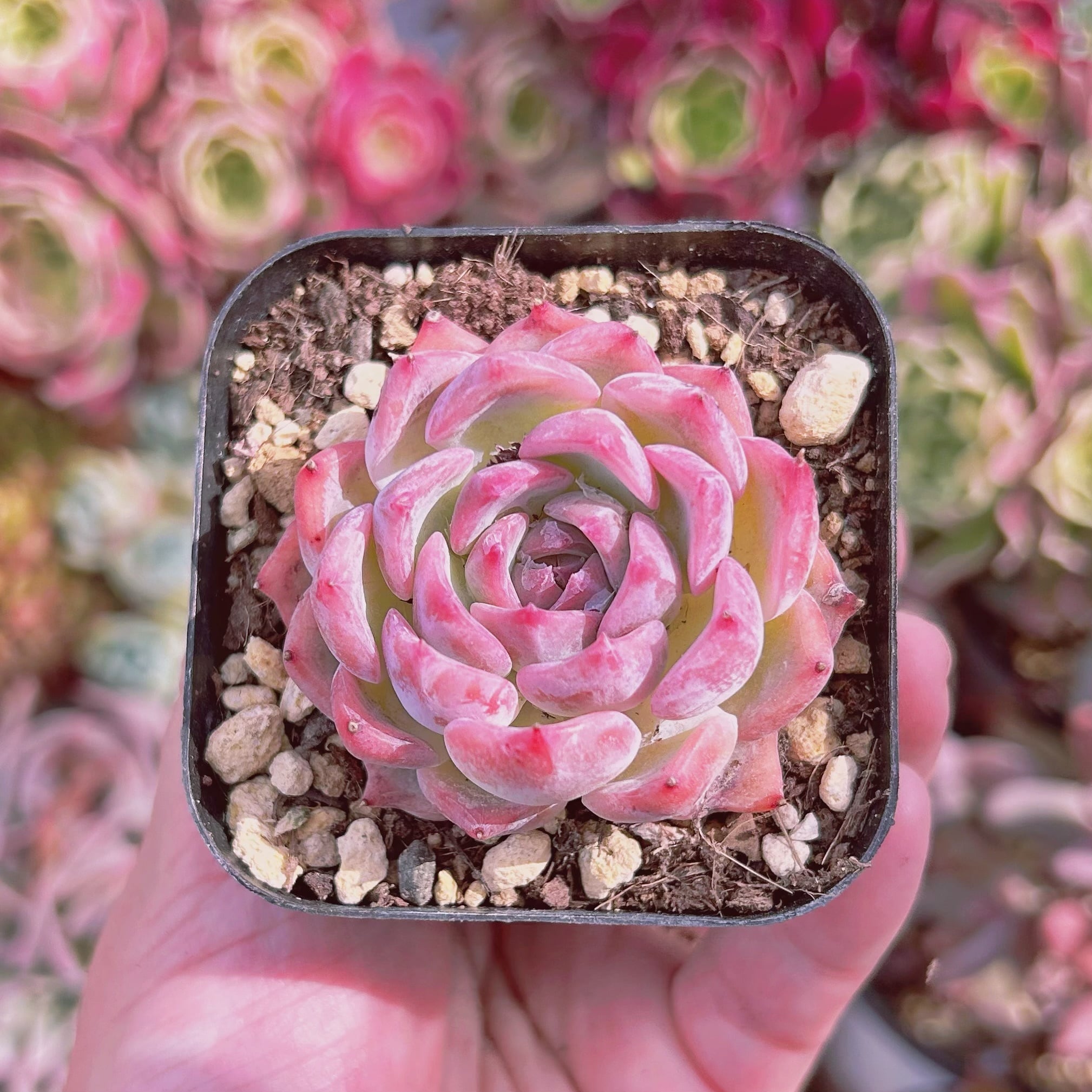 現物　多肉植物　シルエット