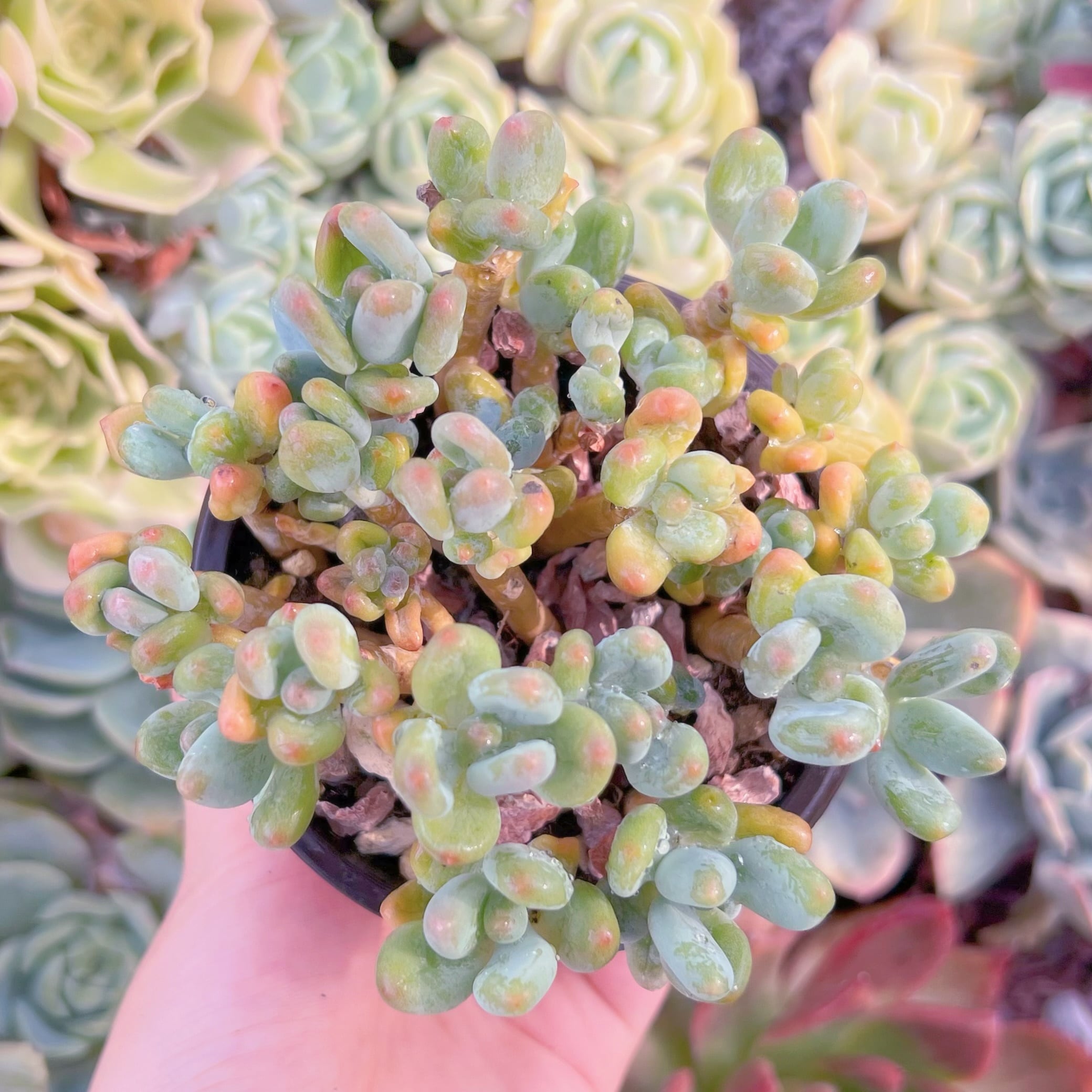 現品　アップルチーズ美人#716　るる農園