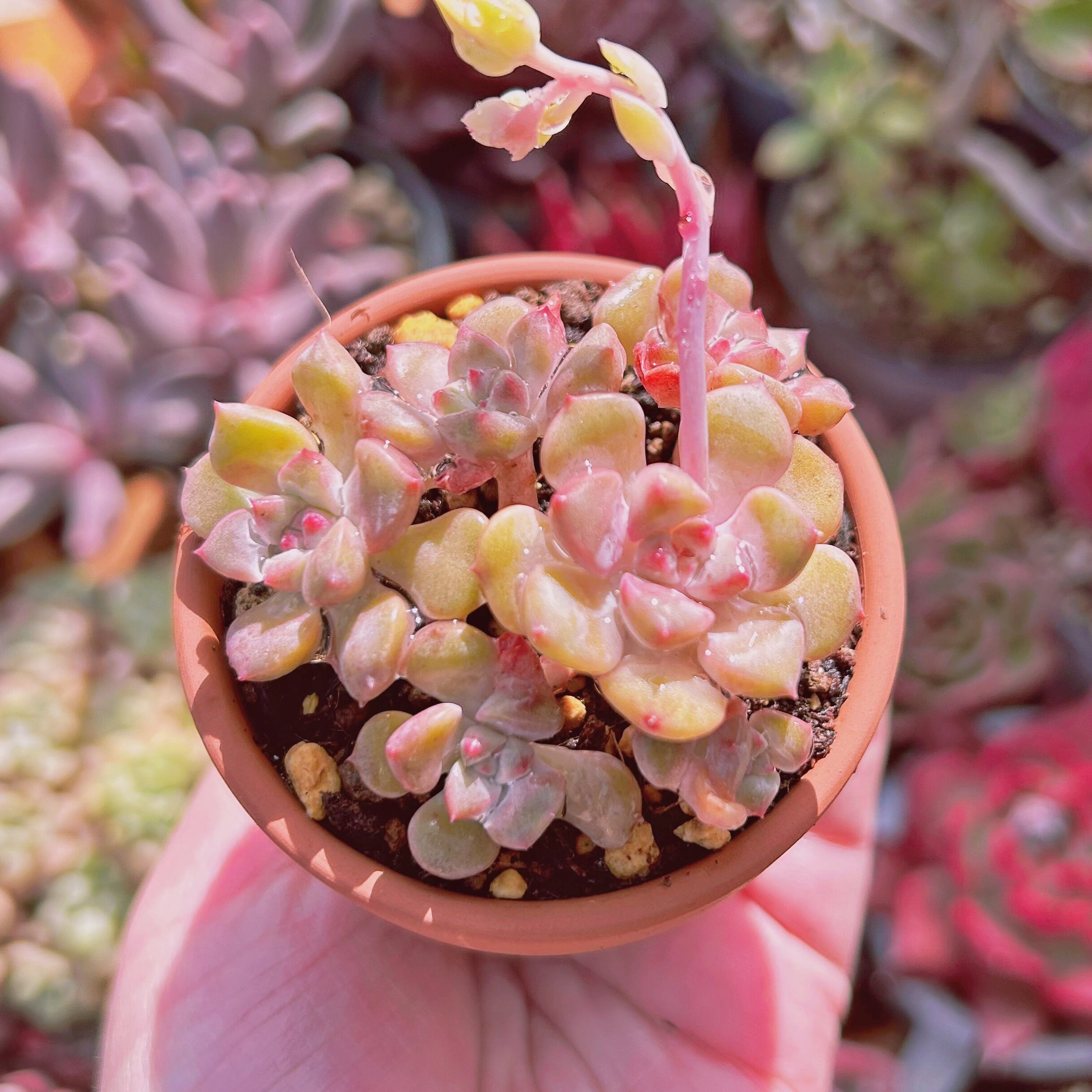 現物　多肉植物　ベビードール