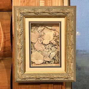 シシリー・メアリー・バーカー　額装「The WHITE BINDWEED Fairy」