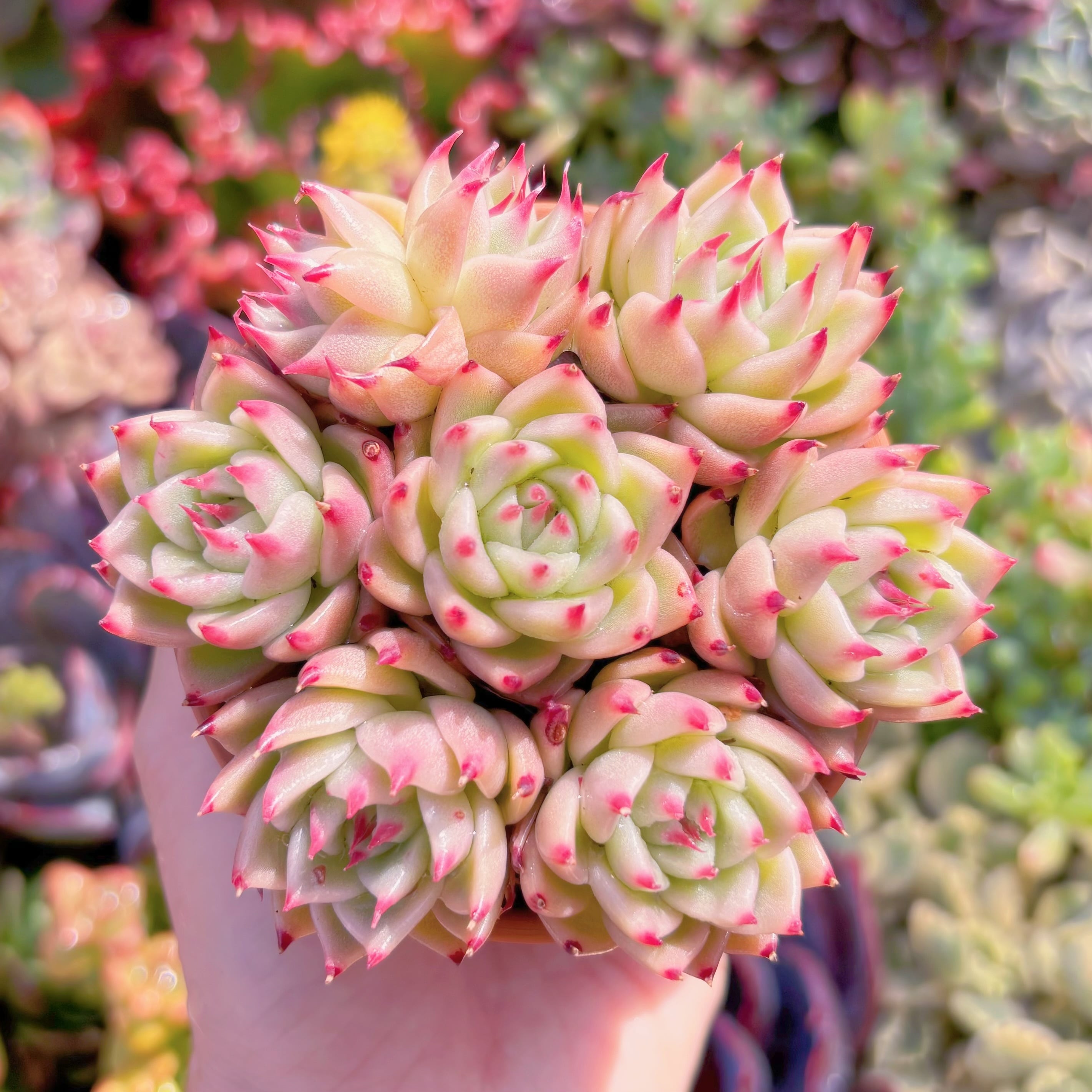 多肉植物　トスカネリ(7苗)　新入荷　るる農園