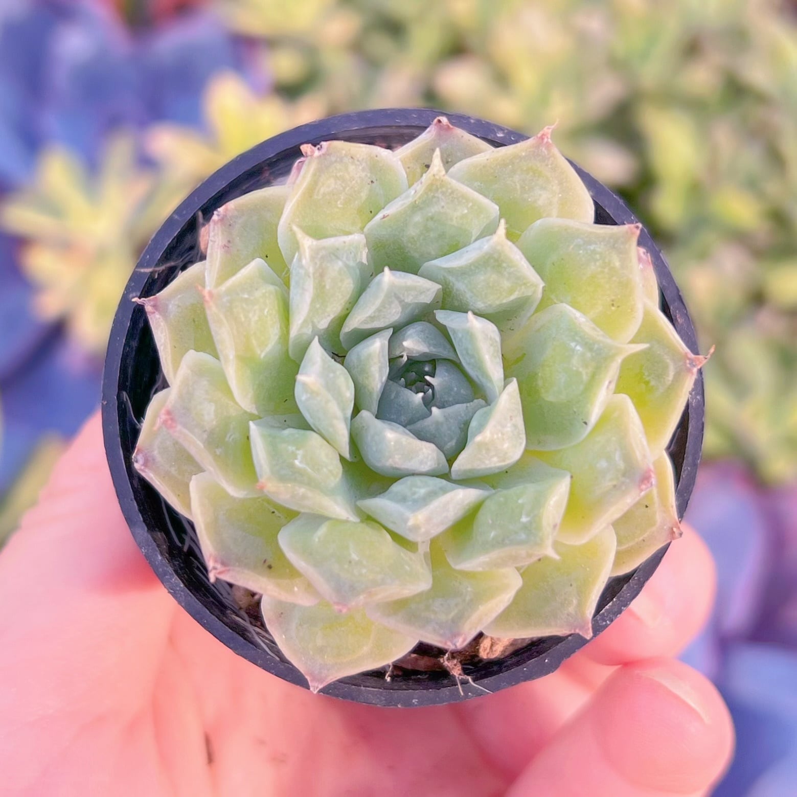 現品　Echeveria'Gilo'#K129　るる農園