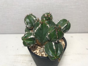 ユーフォルビア ハンディエンシス