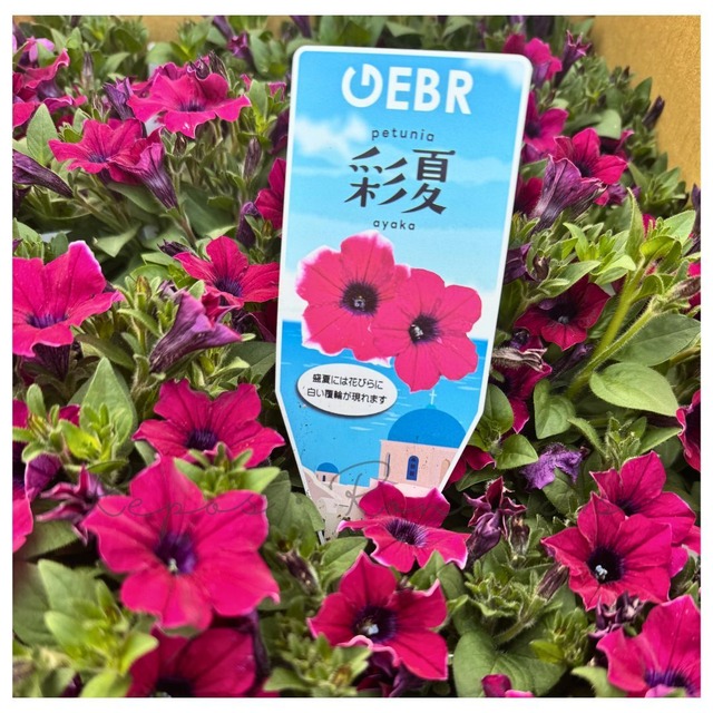 ペチュニア：彩夏（3.5号）ゲブラさん新品種　ペチュニア苗　ゲブラナガトミヨ　１年草　