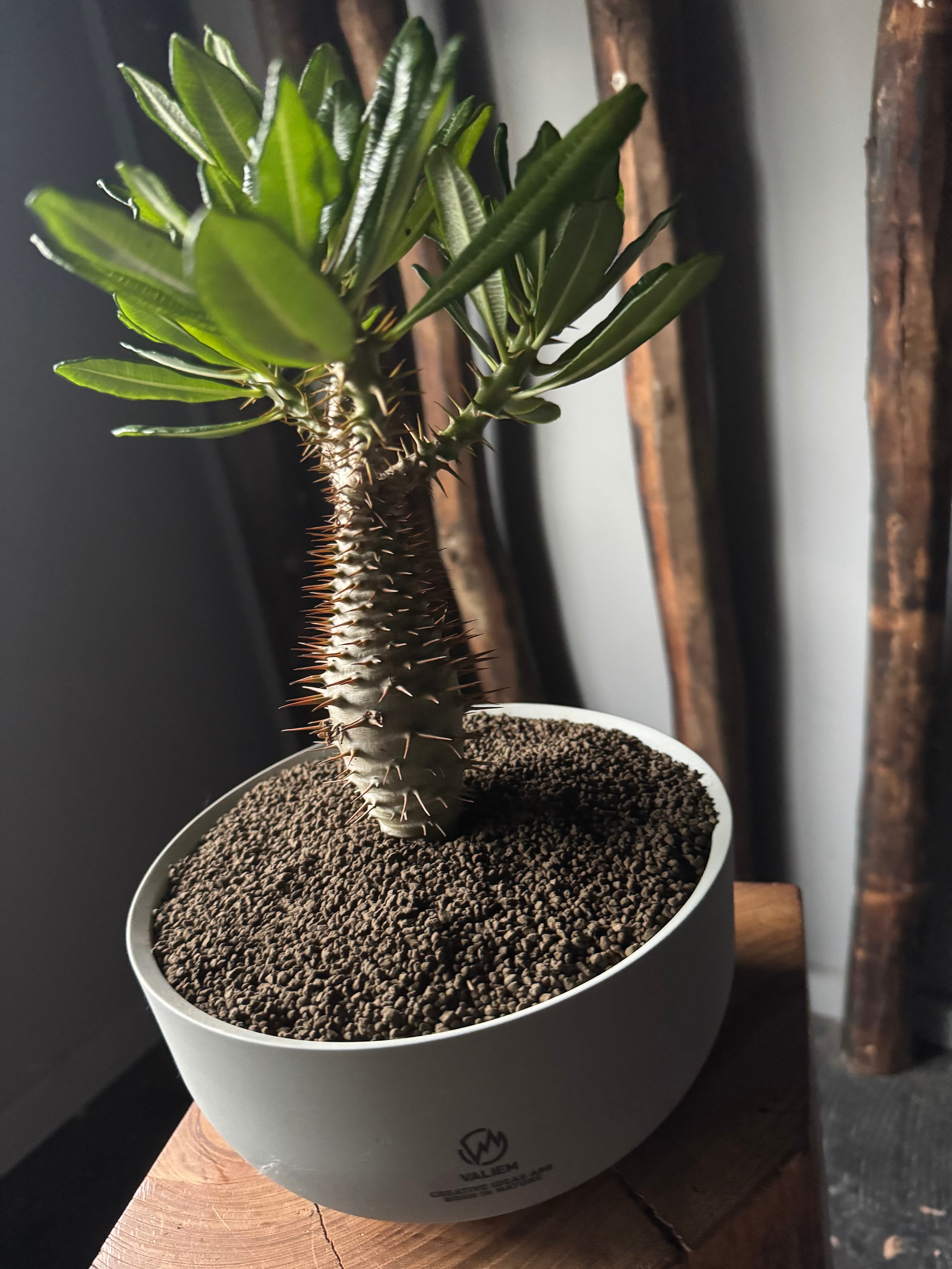 VALIEM GHOST 青坊主別注 THX 鉢　（全サイズセット） 新着】Pachypodium ambongense × VALIEM GHOST“THX鉢”青坊主別注 Gray