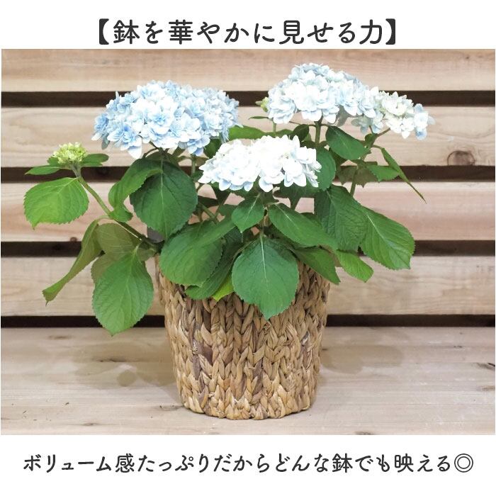 鉢カバー 5号 通販 アミアミポット5号 植木鉢カバー プランターカバー