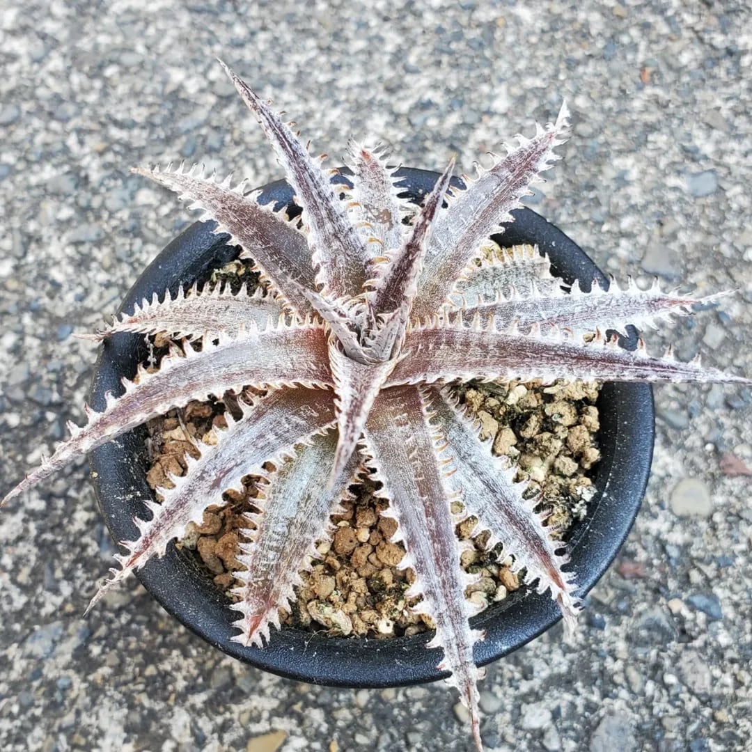 F00540_Aloe Hybrid：アロエ・ハイブリッド | レアプランツ通販サイト