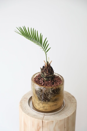 ソテツ(蘇鉄)/Japanese sago palm　※ガラスポット付き