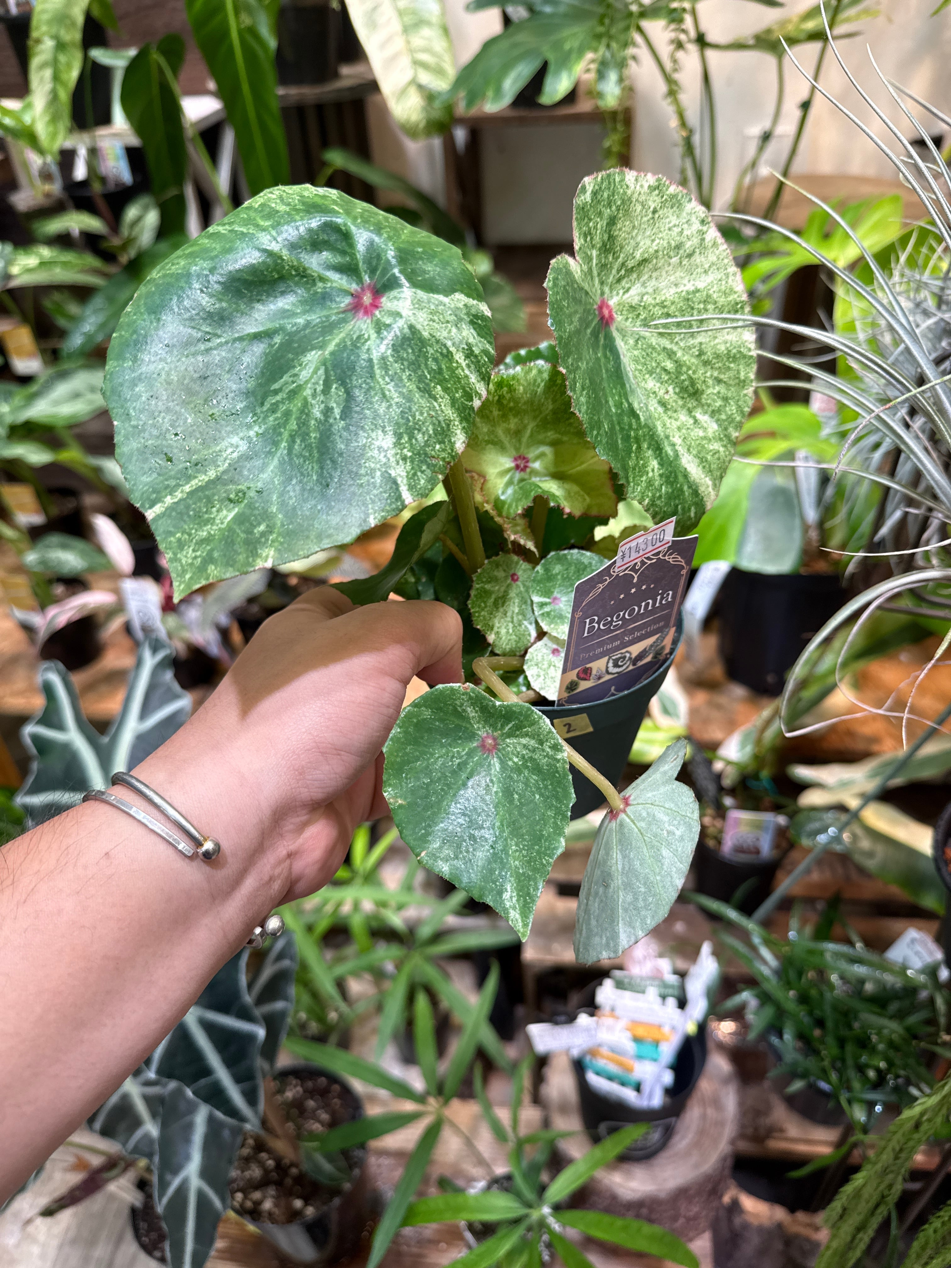 EMP ガステラロエ べグイニー錦 プラチナホワイト / C751 ベゴニア・ペペロミアなど | Gardenえん 【観葉熱帯植物】