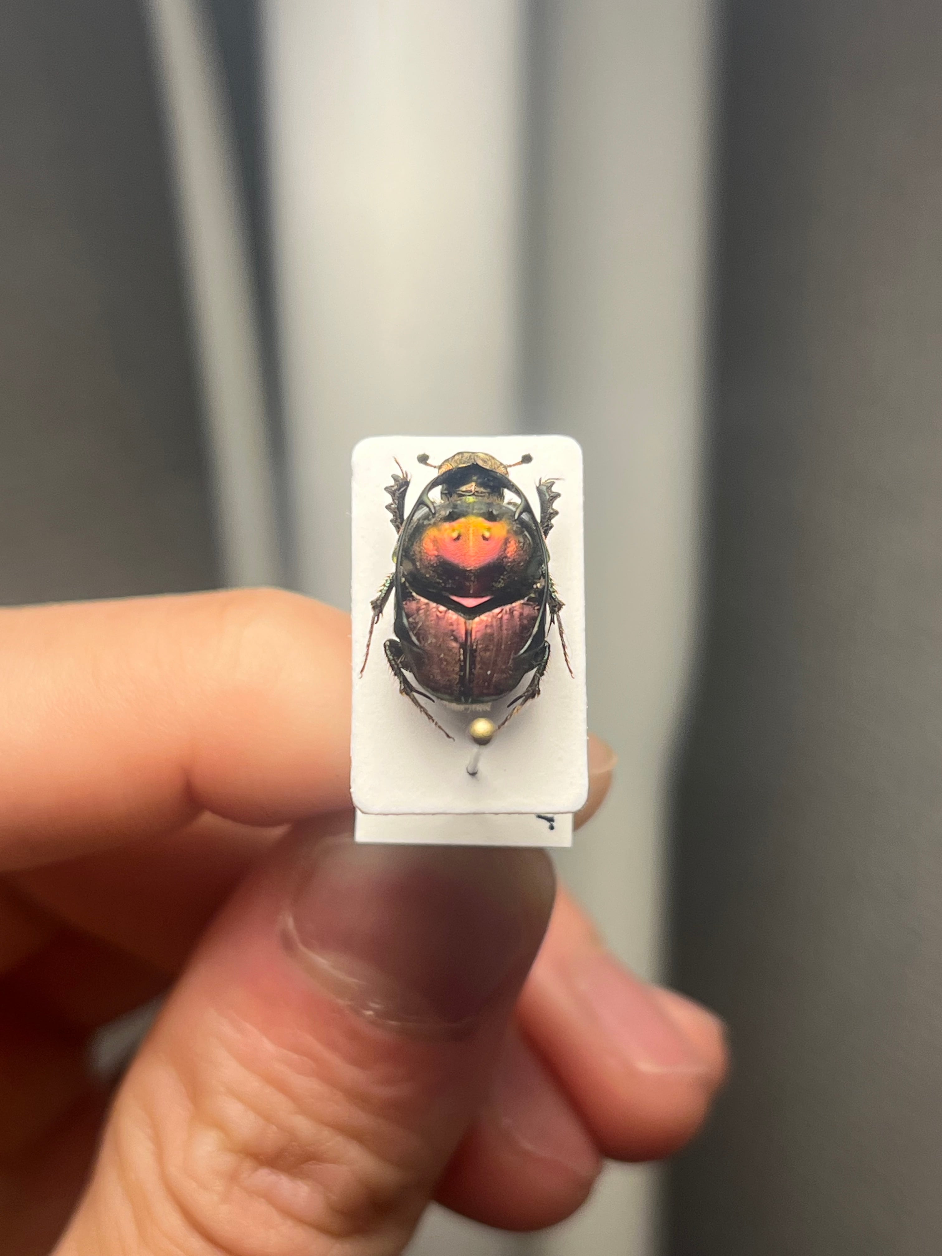 極美展足】Diabroctis mirabilisダイコクコガネ 24mm♀