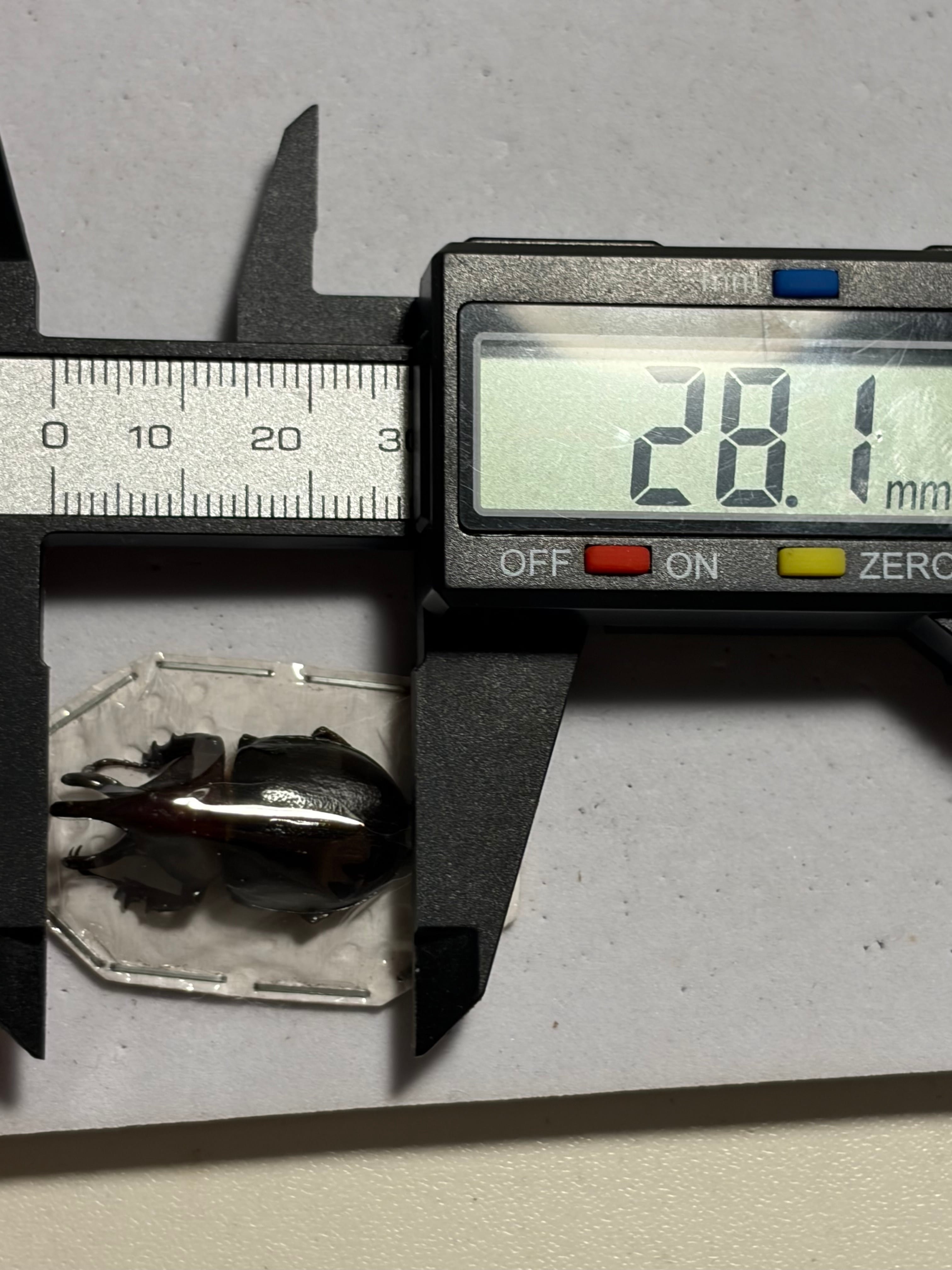 28mm】オオミツノヒナカブト 標本 カブトムシ ハビロミツノヒナカブト