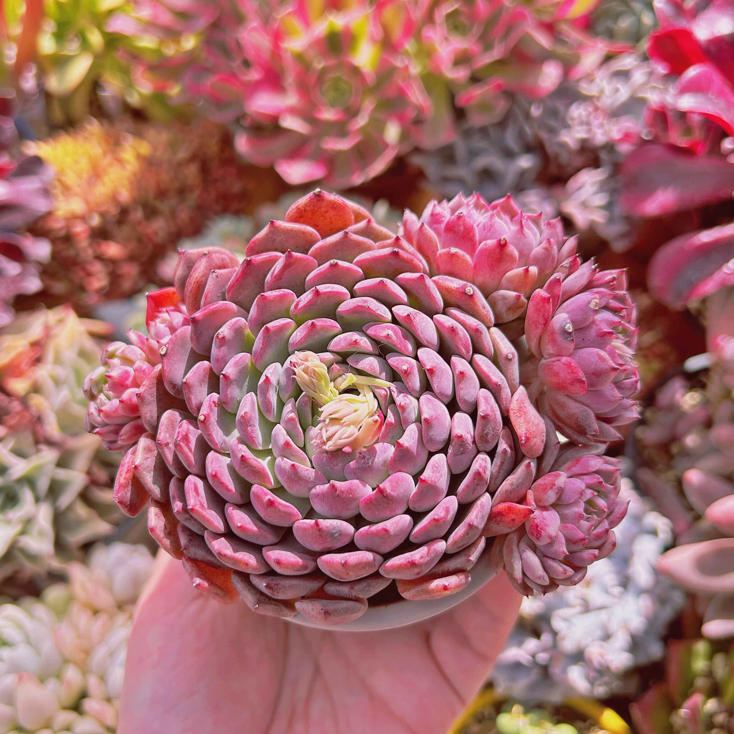 多肉植物　新品種　芍薬　3～4頭　特大