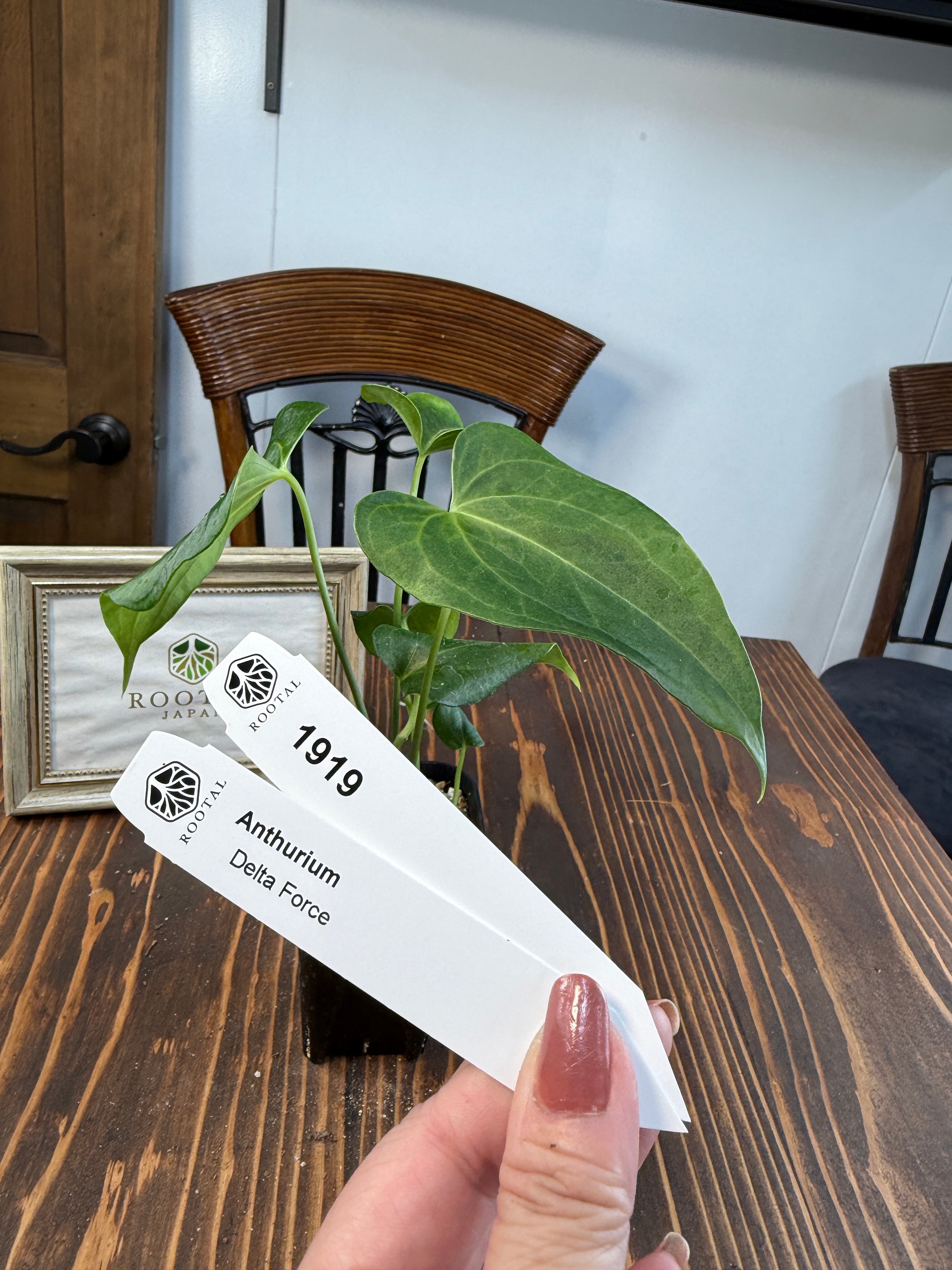 アンスリウム | ROOTALPLANTS