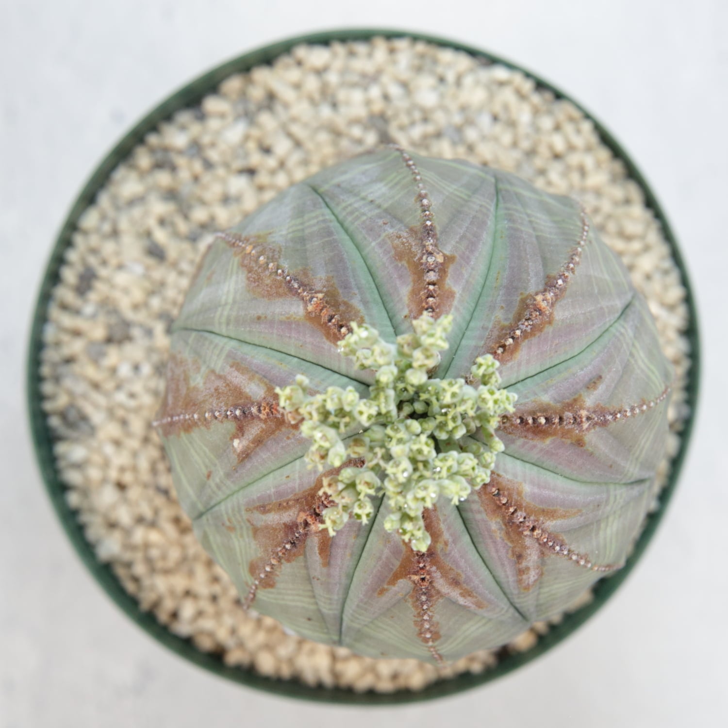 メス株 大株 最大幅 約7.8cm 木質化 マウンテン オベサ