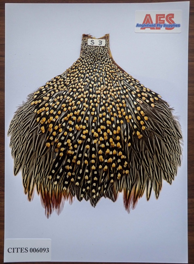 Jungle Cock S3