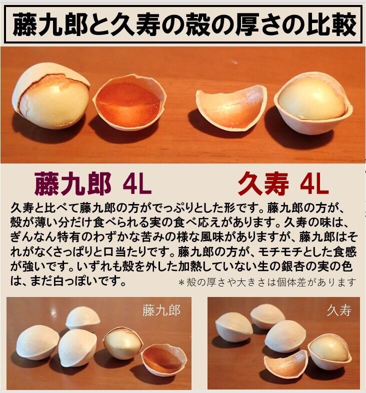 3lの通販 食品・飲料・酒 2025年新物 久寿 銀杏 ぎんなん 祖父江