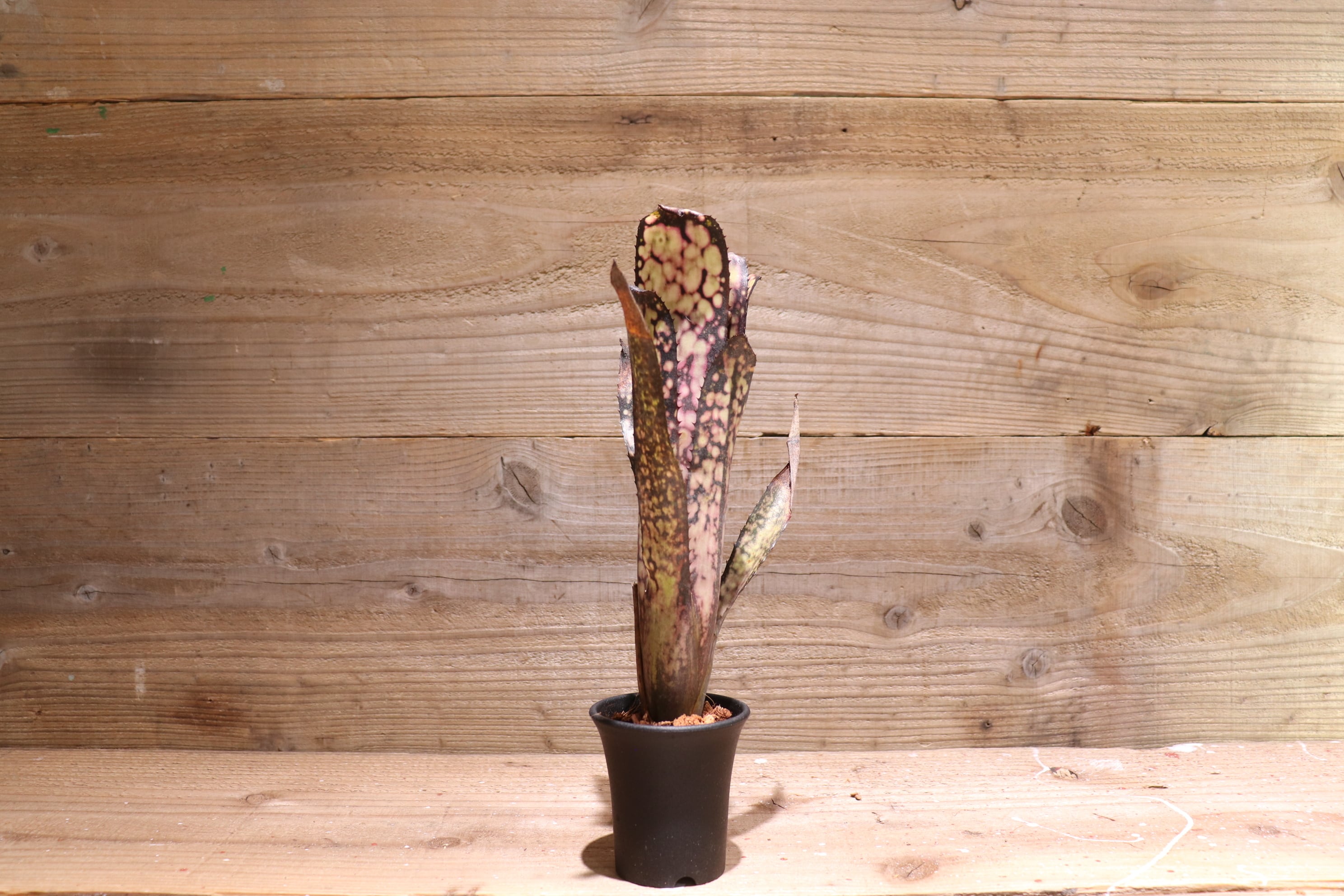 送料無料】 Billbergia 'Black pearl'〔ビルベルギア〕現品発送B0047