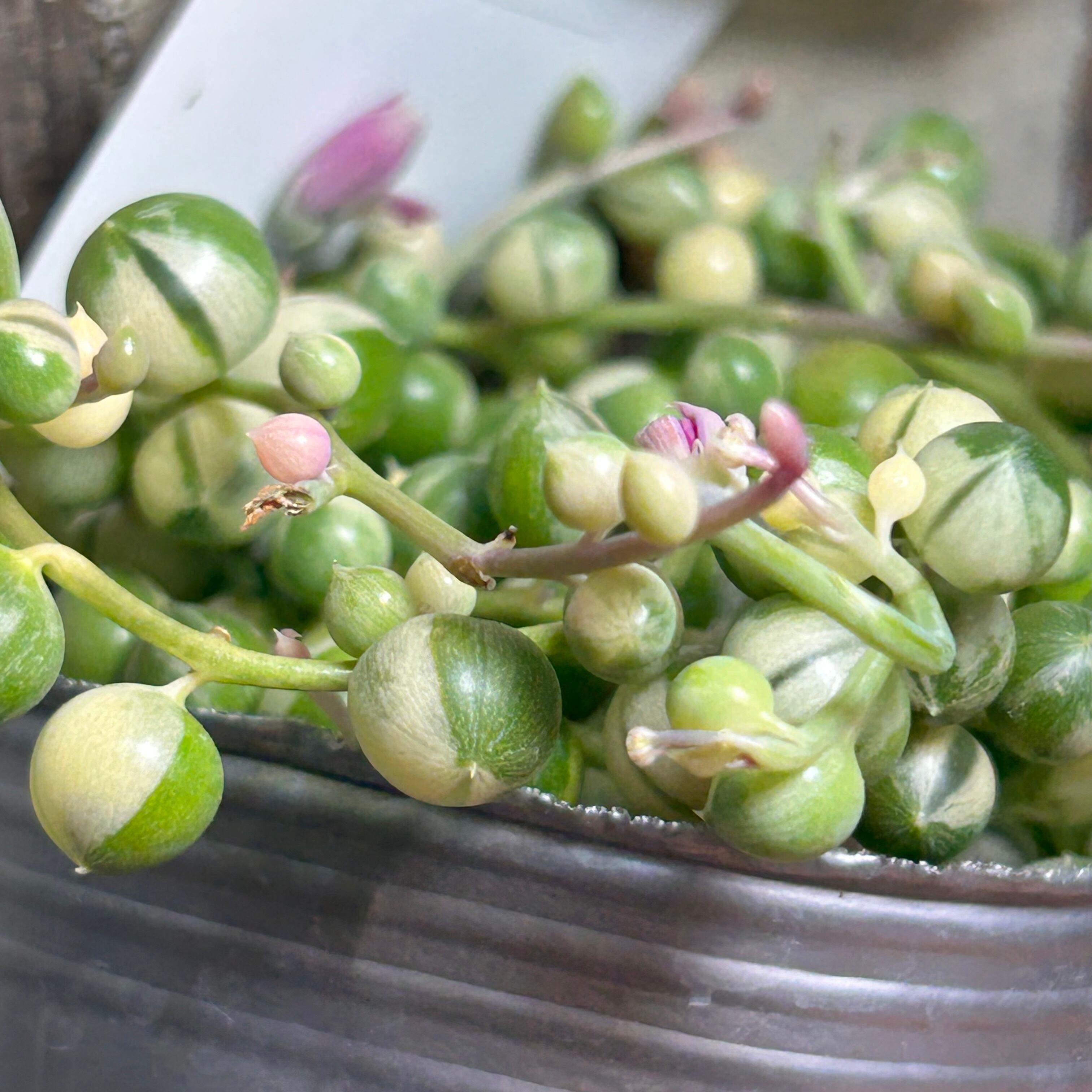 マーブルネックレス（斑入りグリーンネックレス） | RuPo 多肉植物専門店