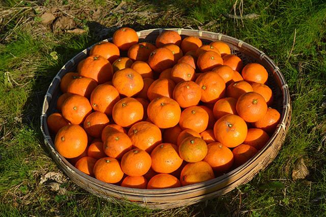 酸味と甘さの黄金比率 皮ごと食べられる温州みかん 金の蜜柑 １０kg 定番サイズ 宗自然農園 Official Online Shop