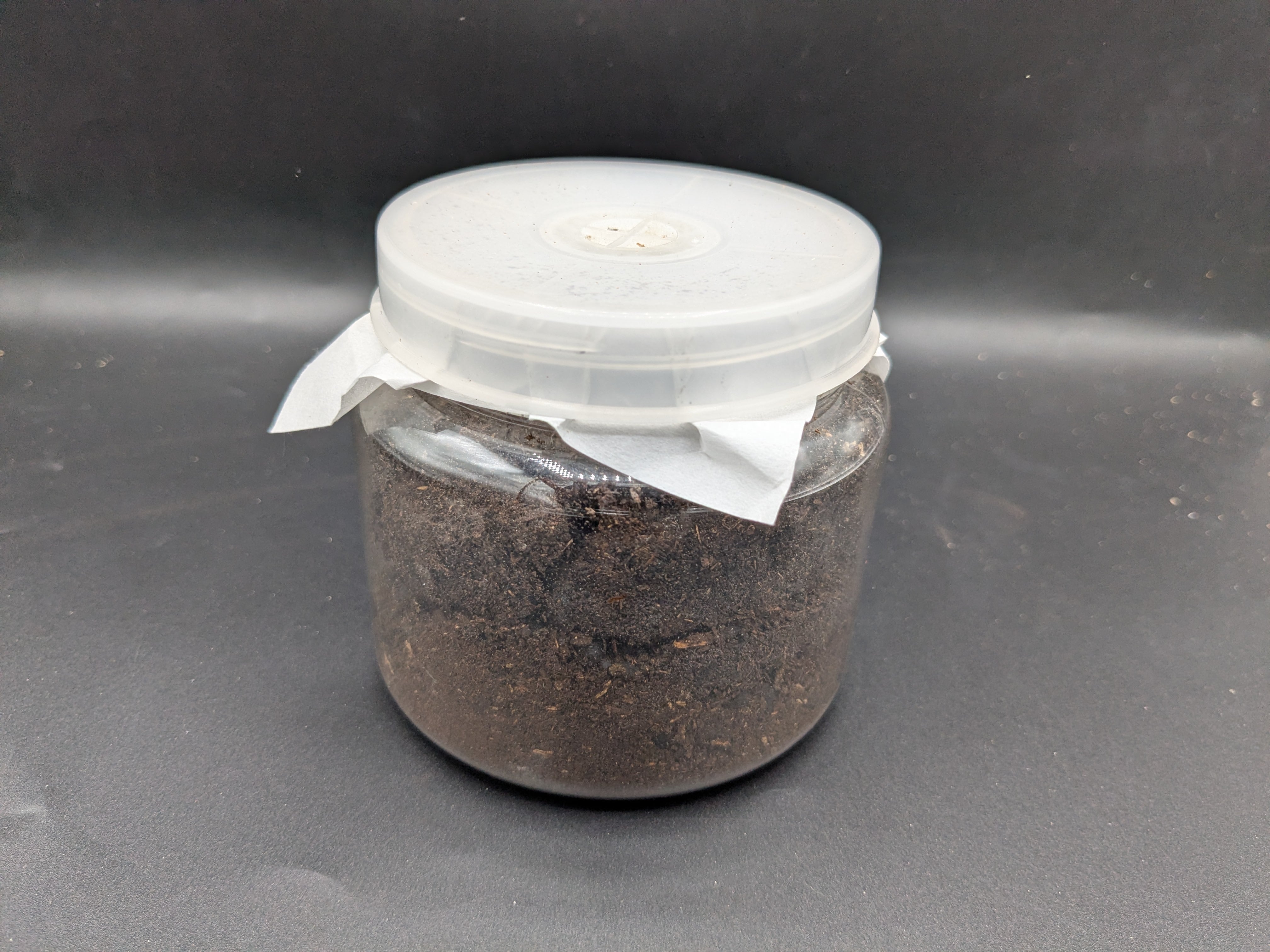 グラントシロカブト 幼虫