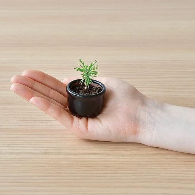 手乗り 豆盆栽 紅葉 | ときめく抹茶ブランド WACHA | The Matcha Spark