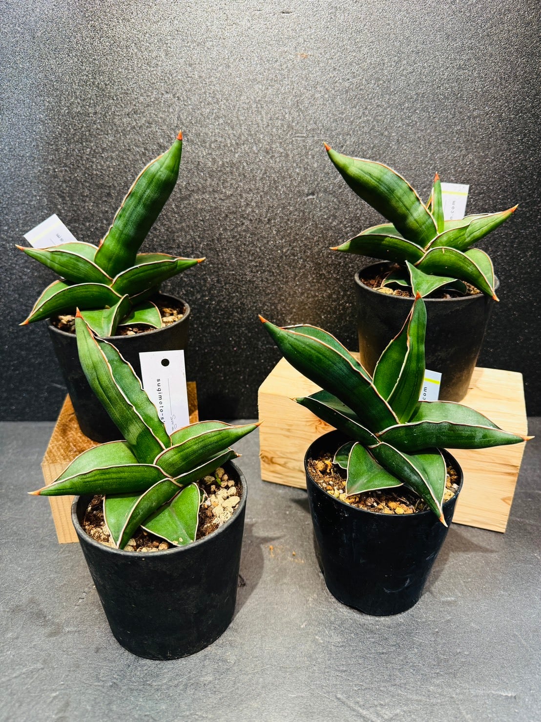 サンセベリア サムライドワーフ サンセベリア・サムライドワーフ 3号 | 観葉植物と雑貨のお店 VIVAGREEN